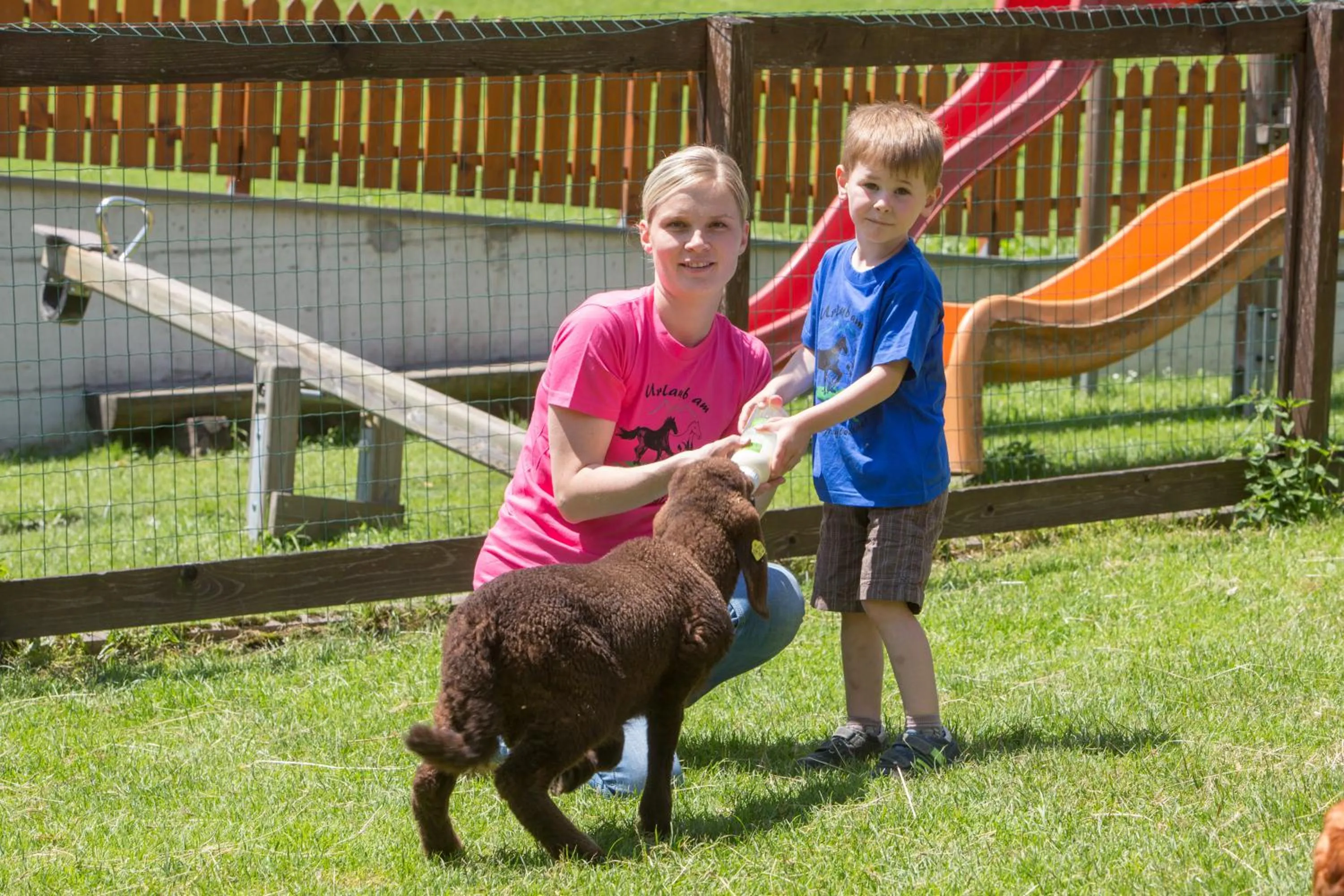 Animals in Feriendorf Ponyhof