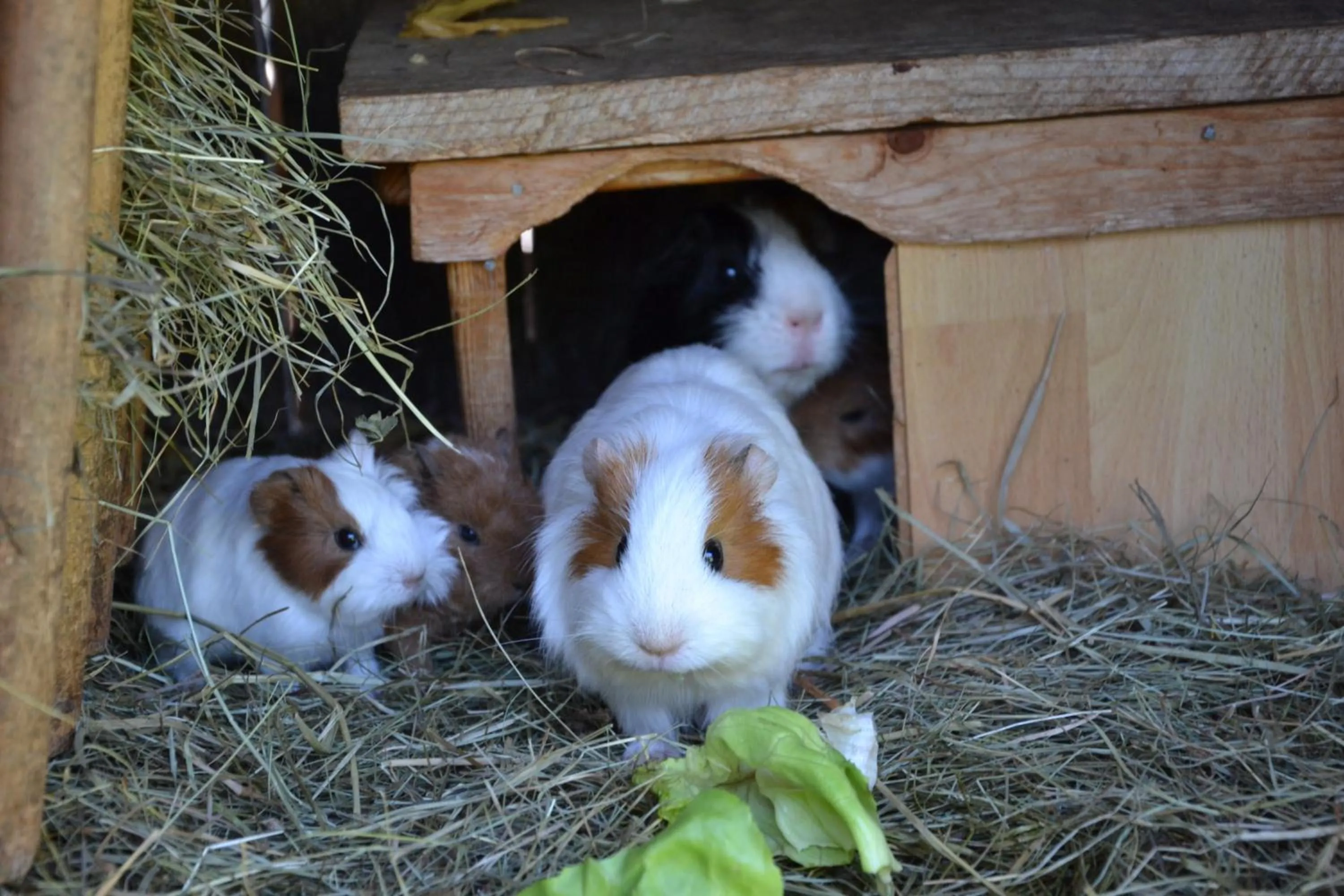 Animals in Feriendorf Ponyhof