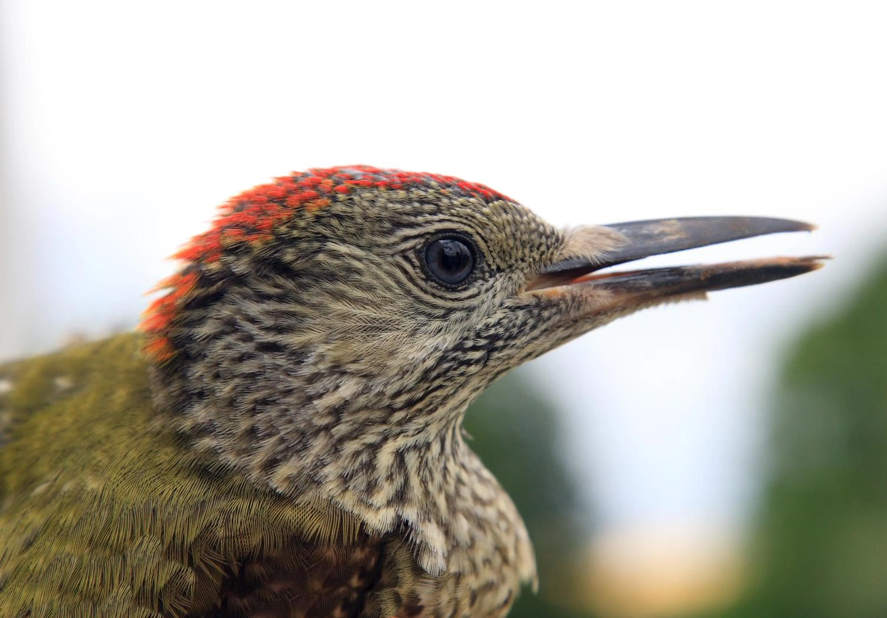 Animals in Seehotel Luisenhof