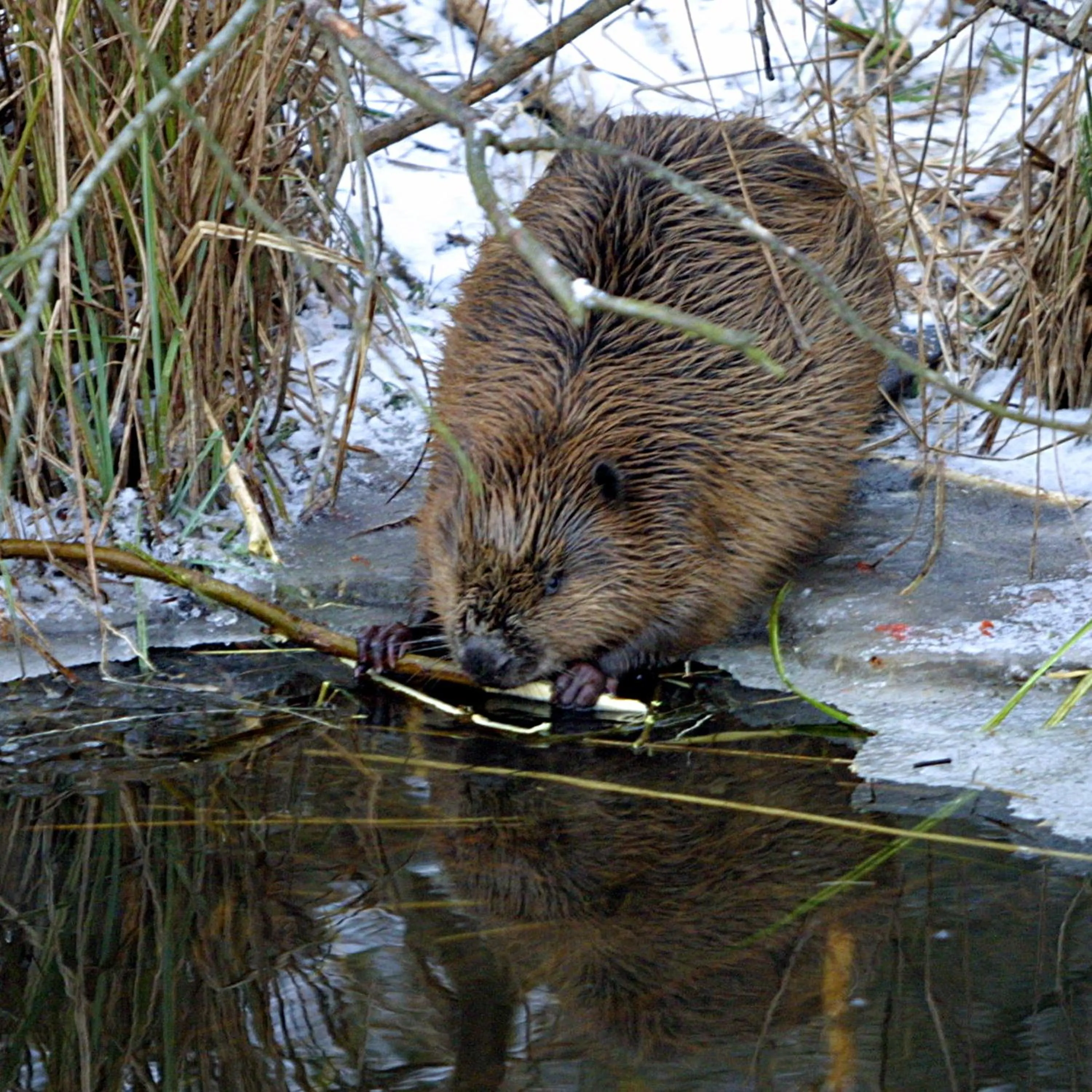 Animals in Seehotel Luisenhof