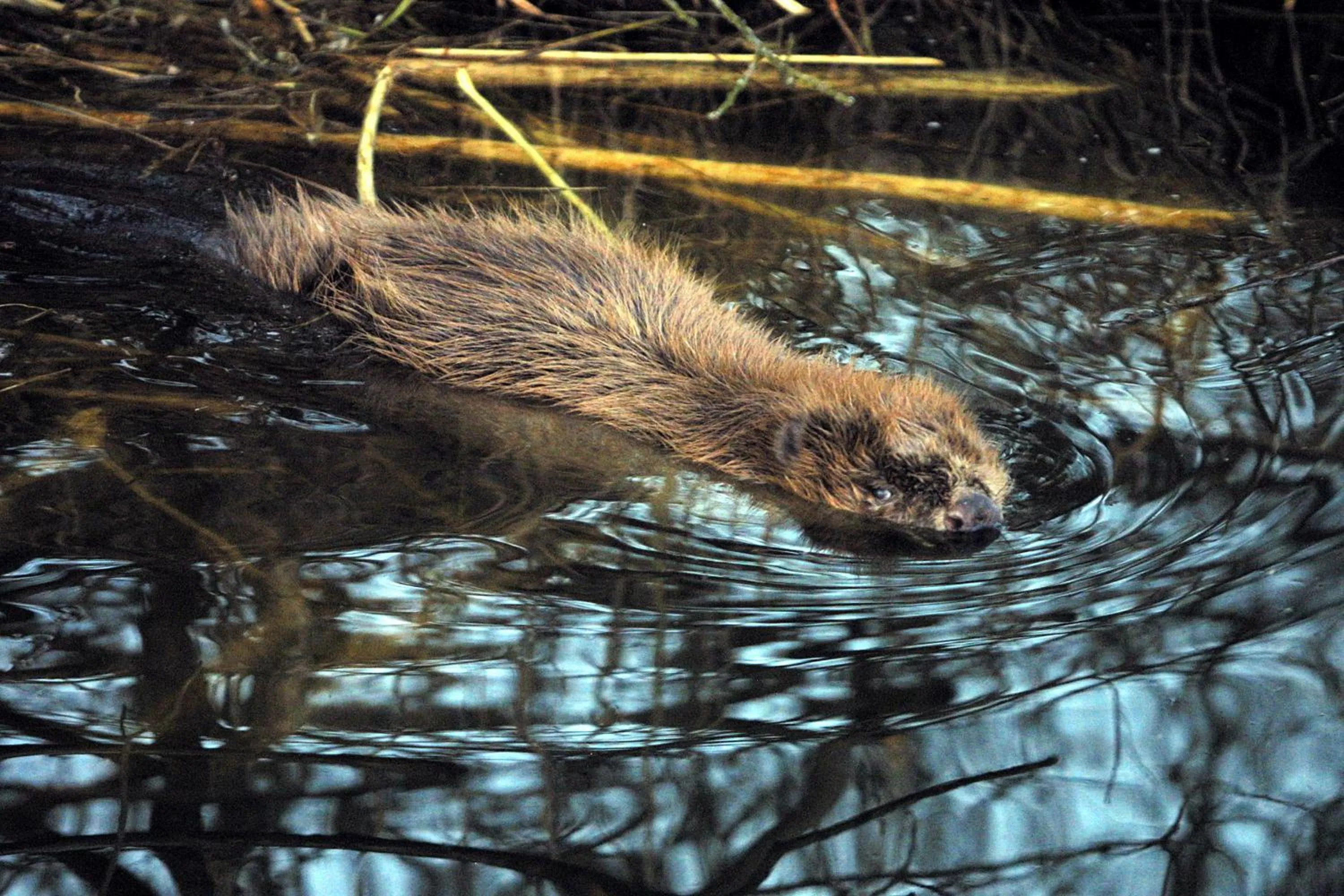 Animals in Seehotel Luisenhof