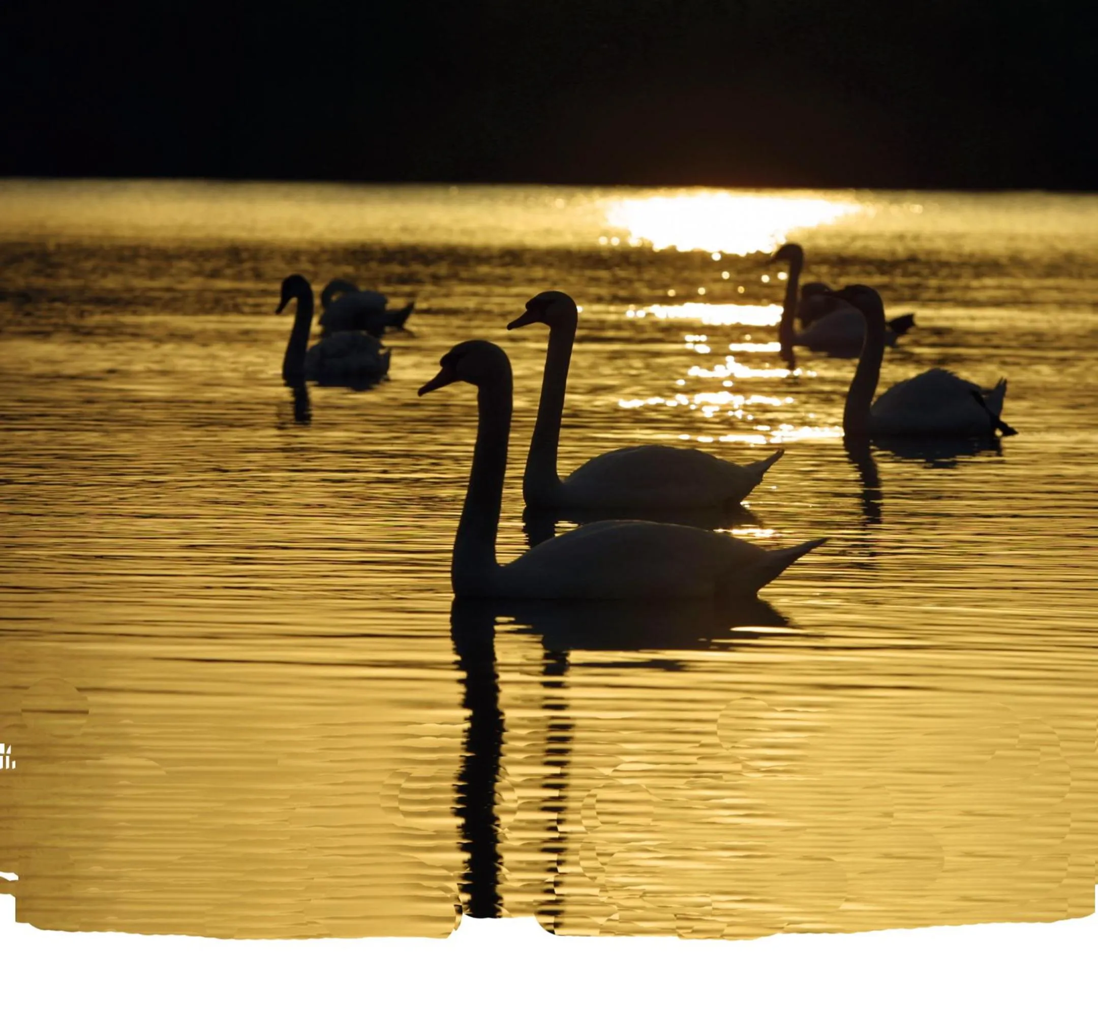 Animals in Seehotel Luisenhof