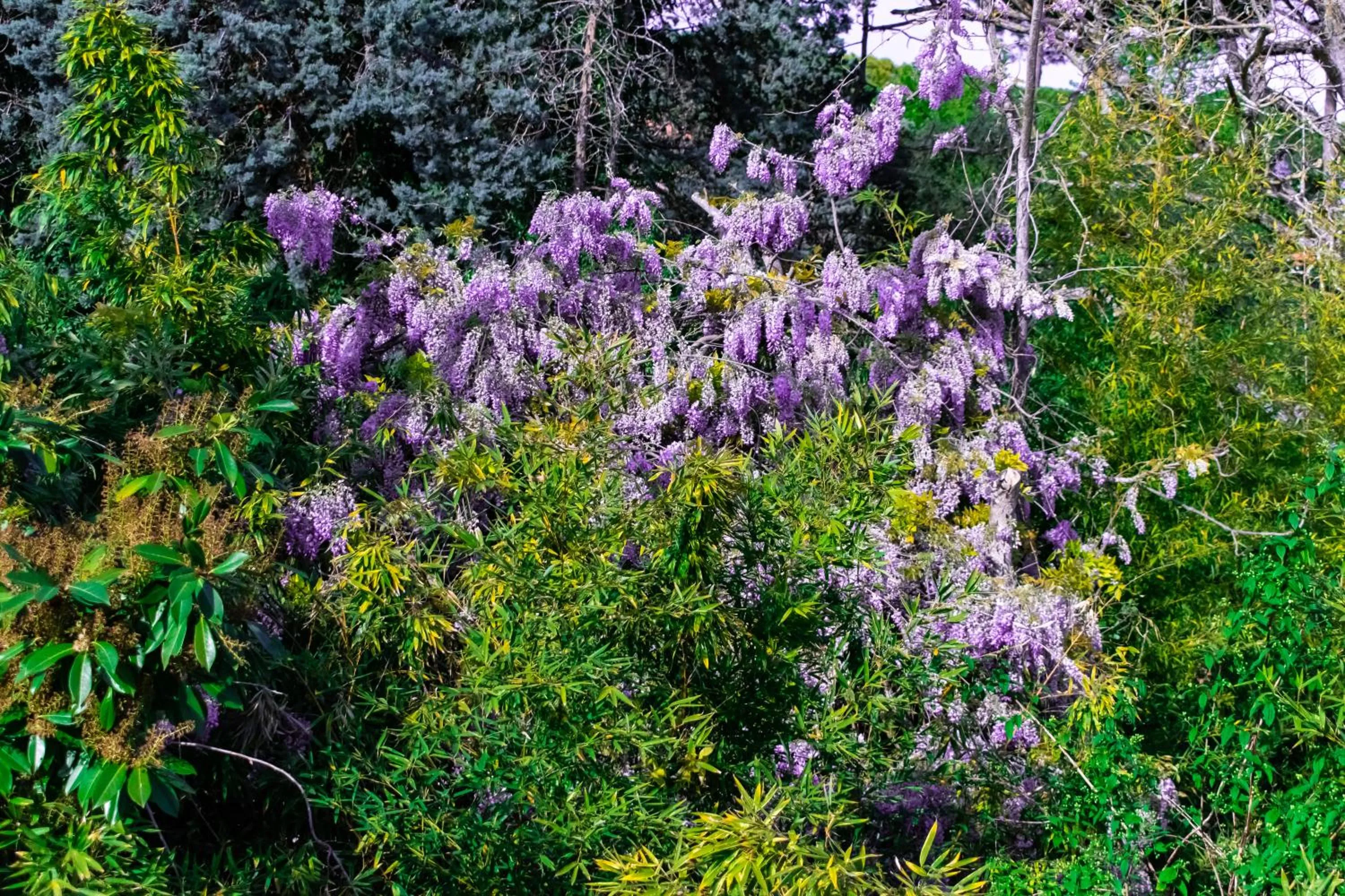 Spring in Residence Al Lago