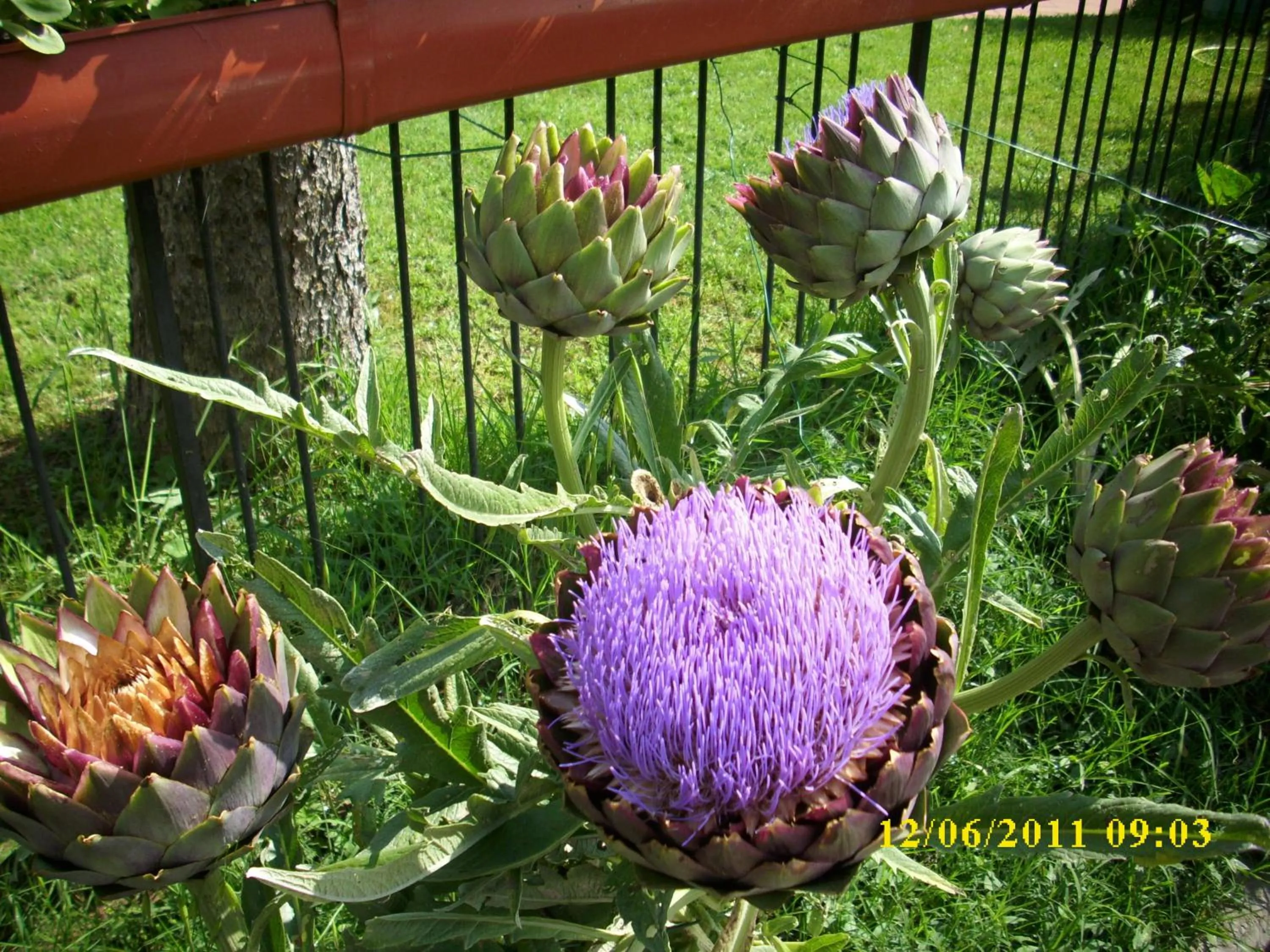 Day in Residence Al Lago