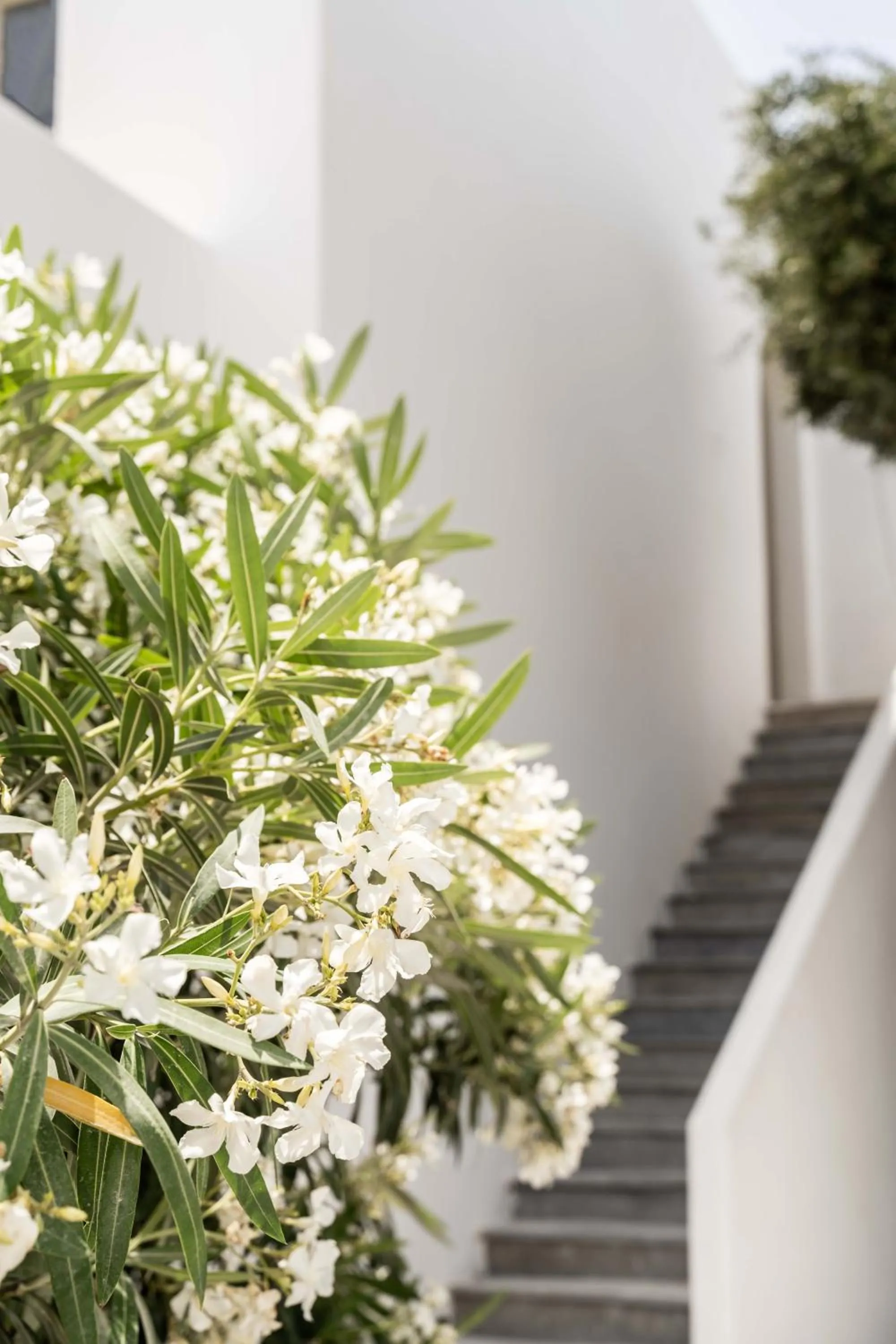 Day in Philosophy of Mykonos Boutique Hotel