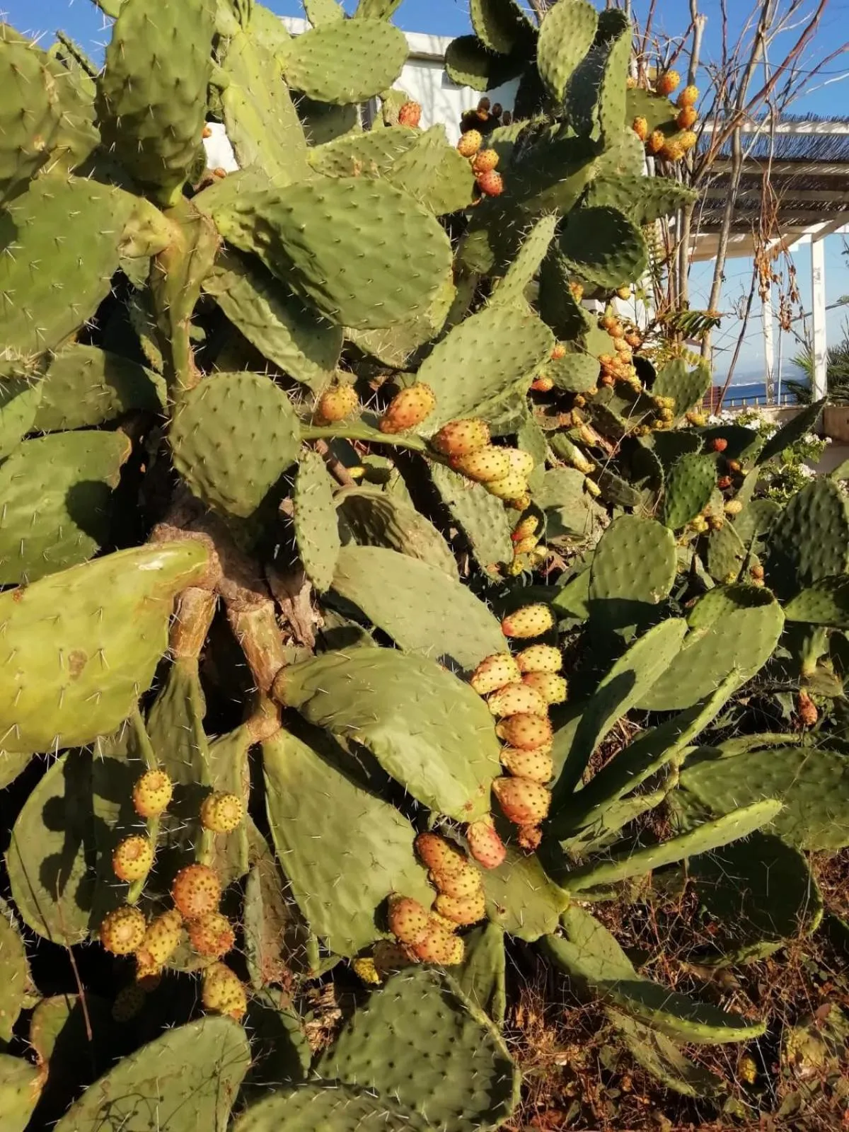 La Trinacria di Capo Passero
