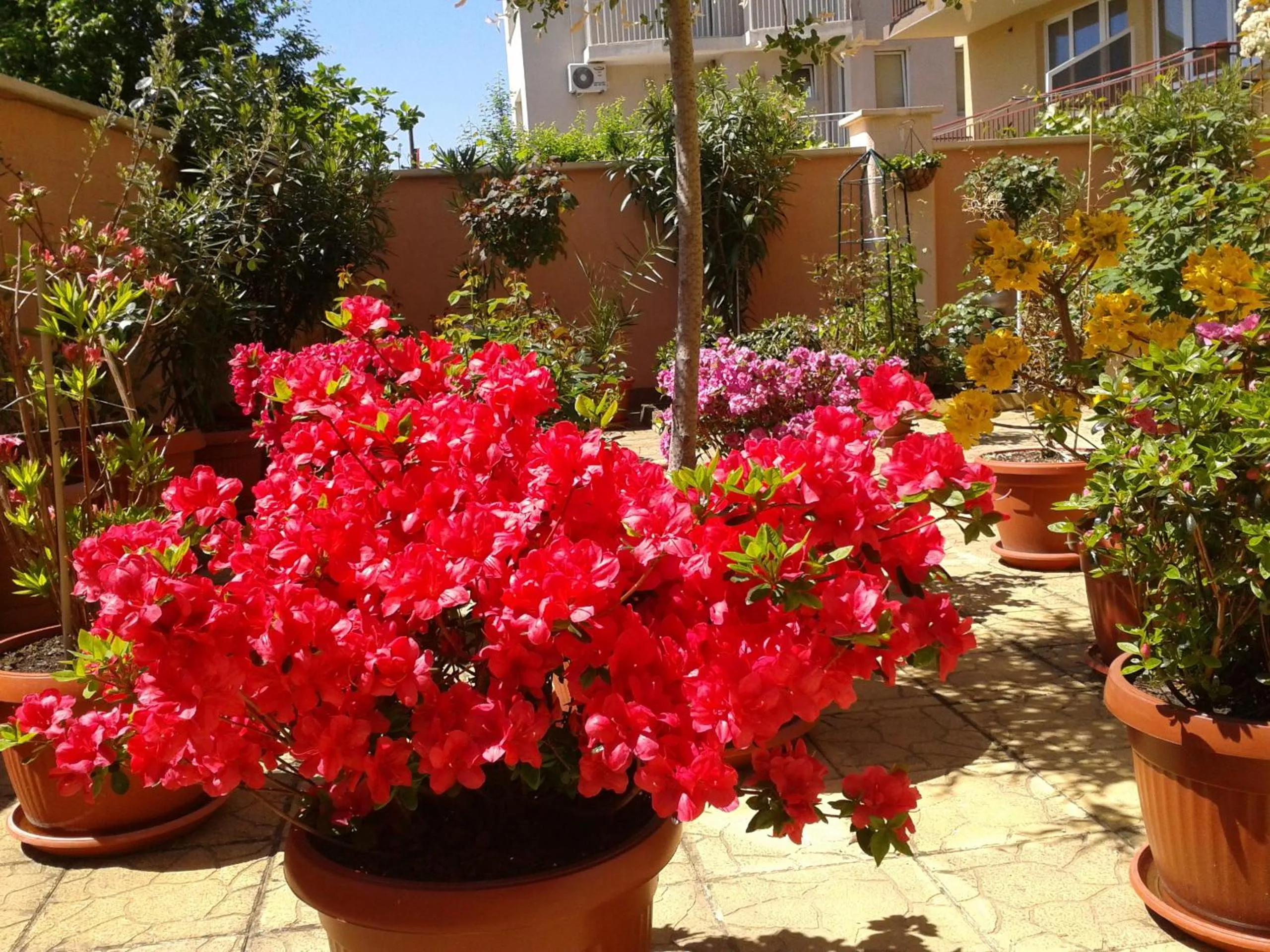 Garden in Hotel Chuchulev