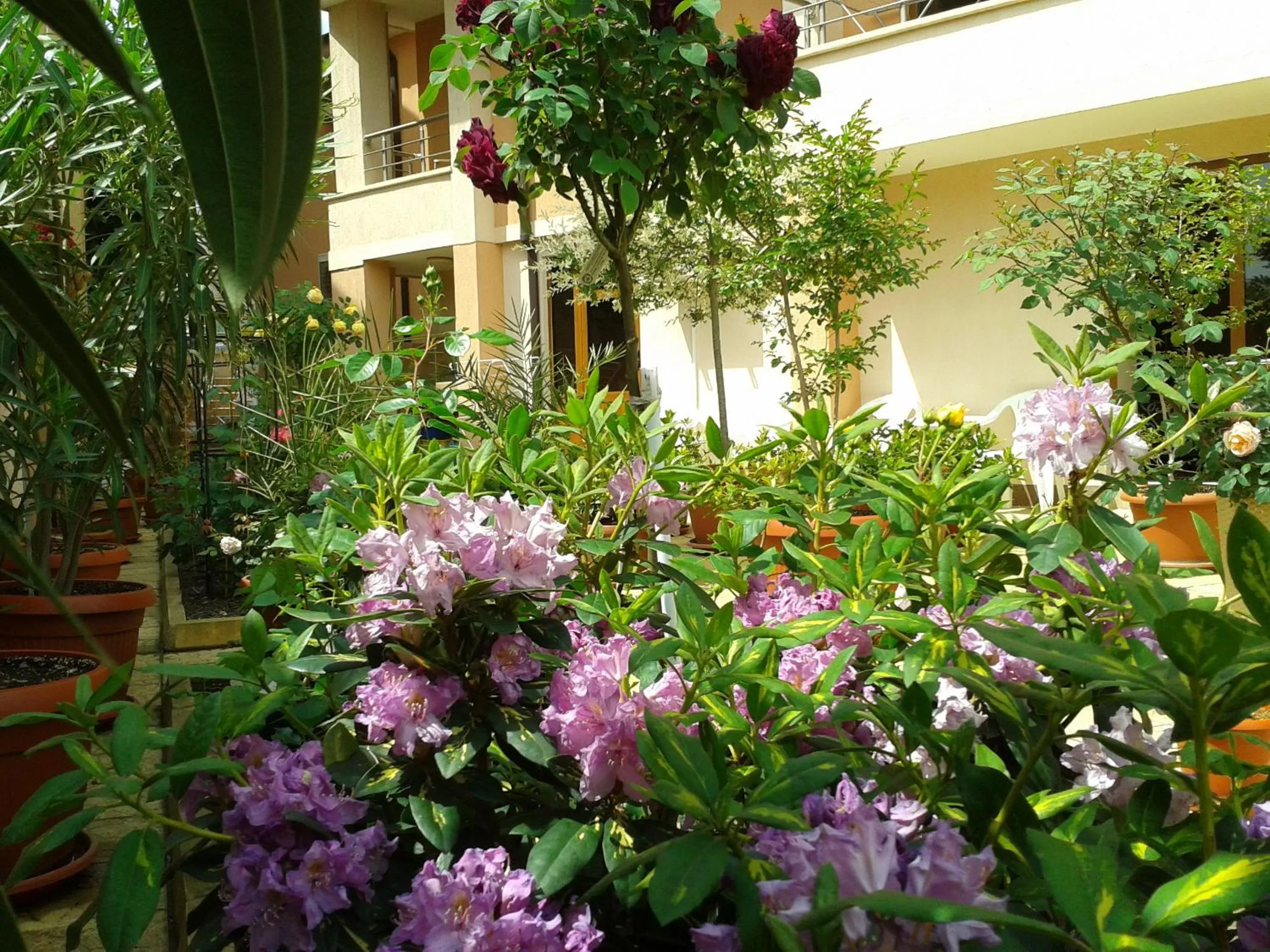 Garden in Hotel Chuchulev