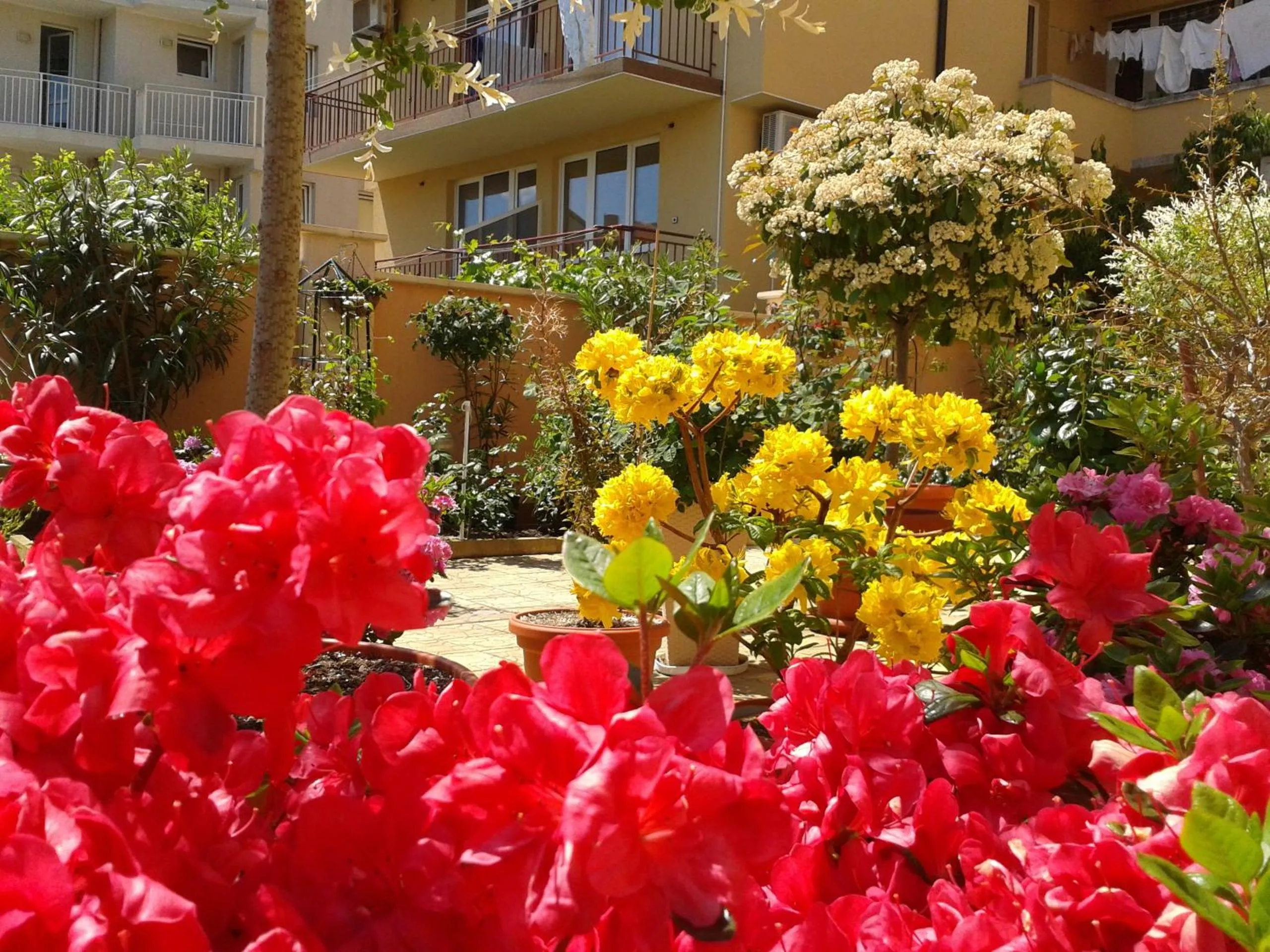 Garden in Hotel Chuchulev