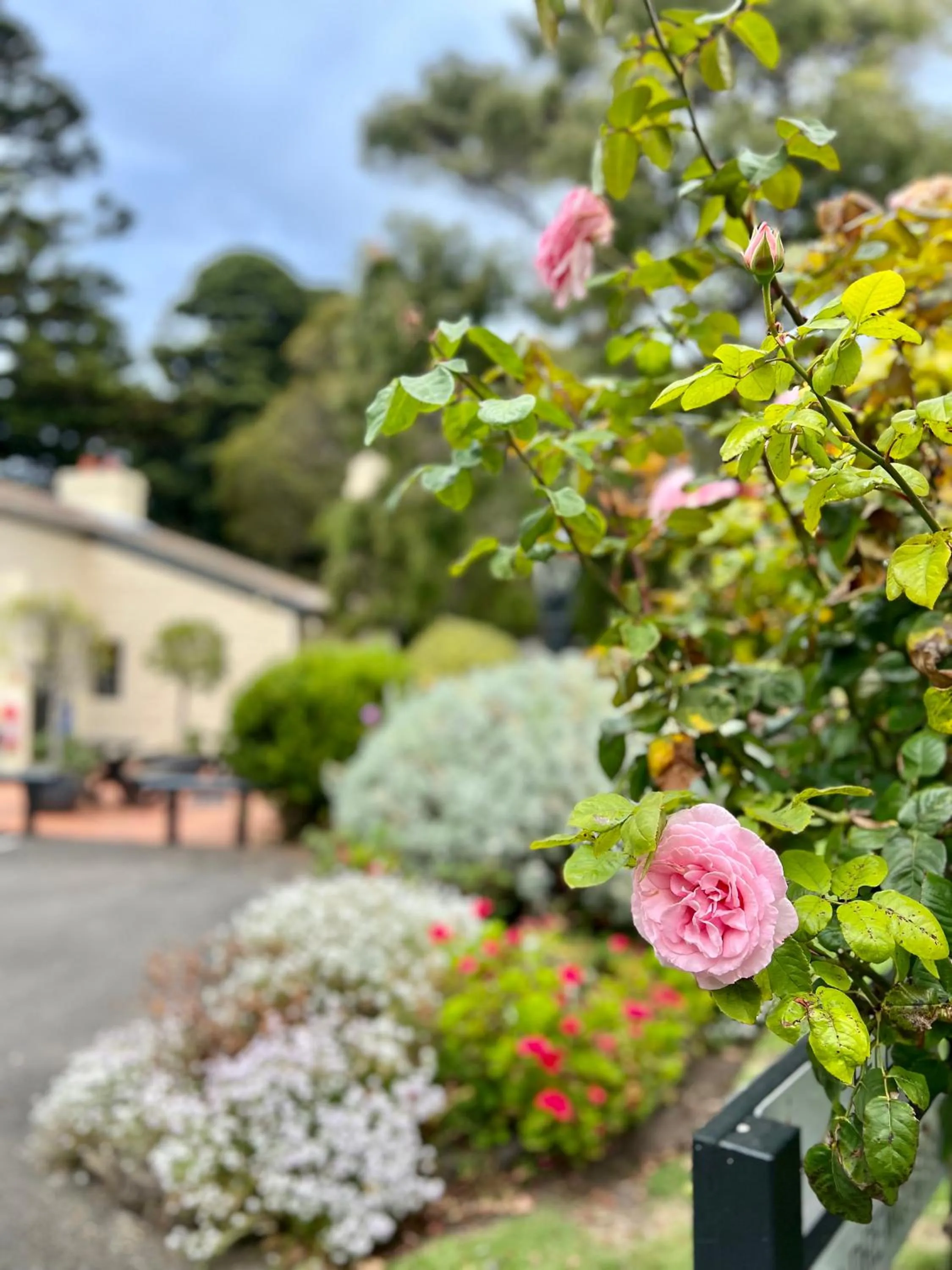 Garden in Seacombe House Motor Inn Port Fairy