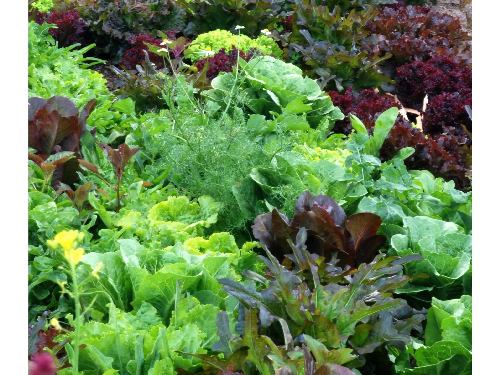 Food close-up in Willka T'ika