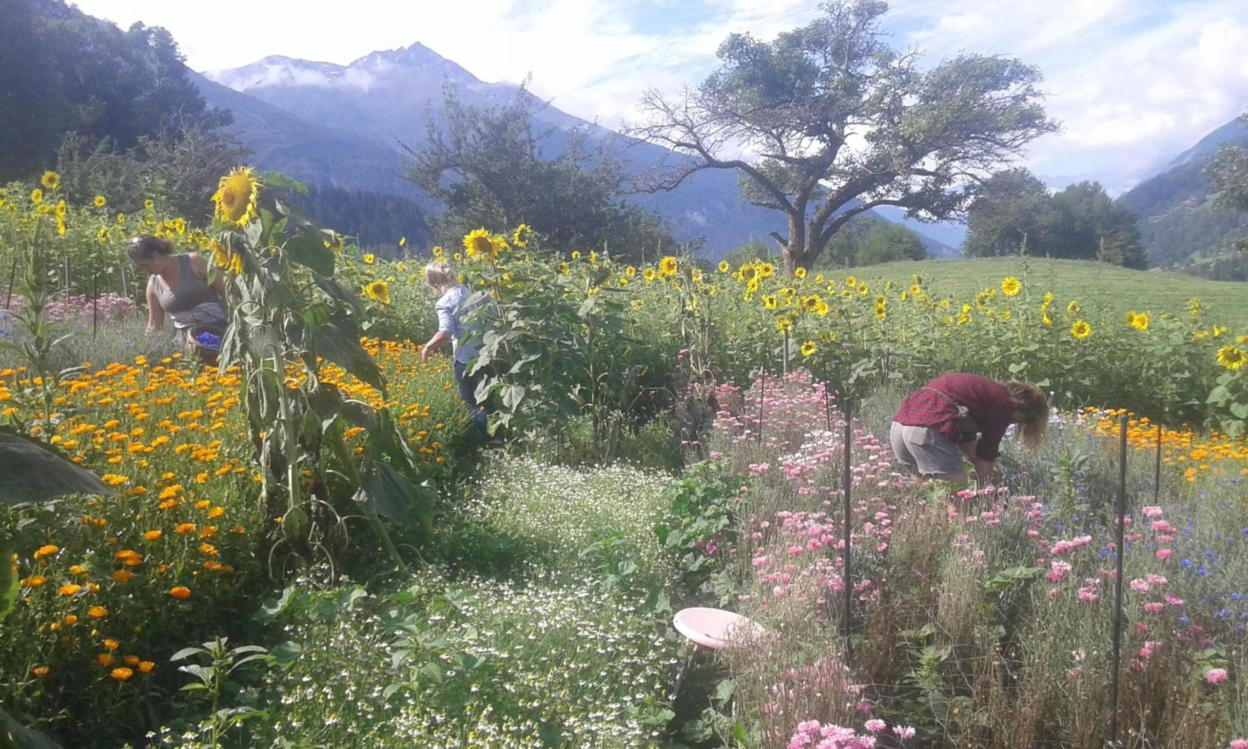 Garden in BerglandHof Hotel Ernen