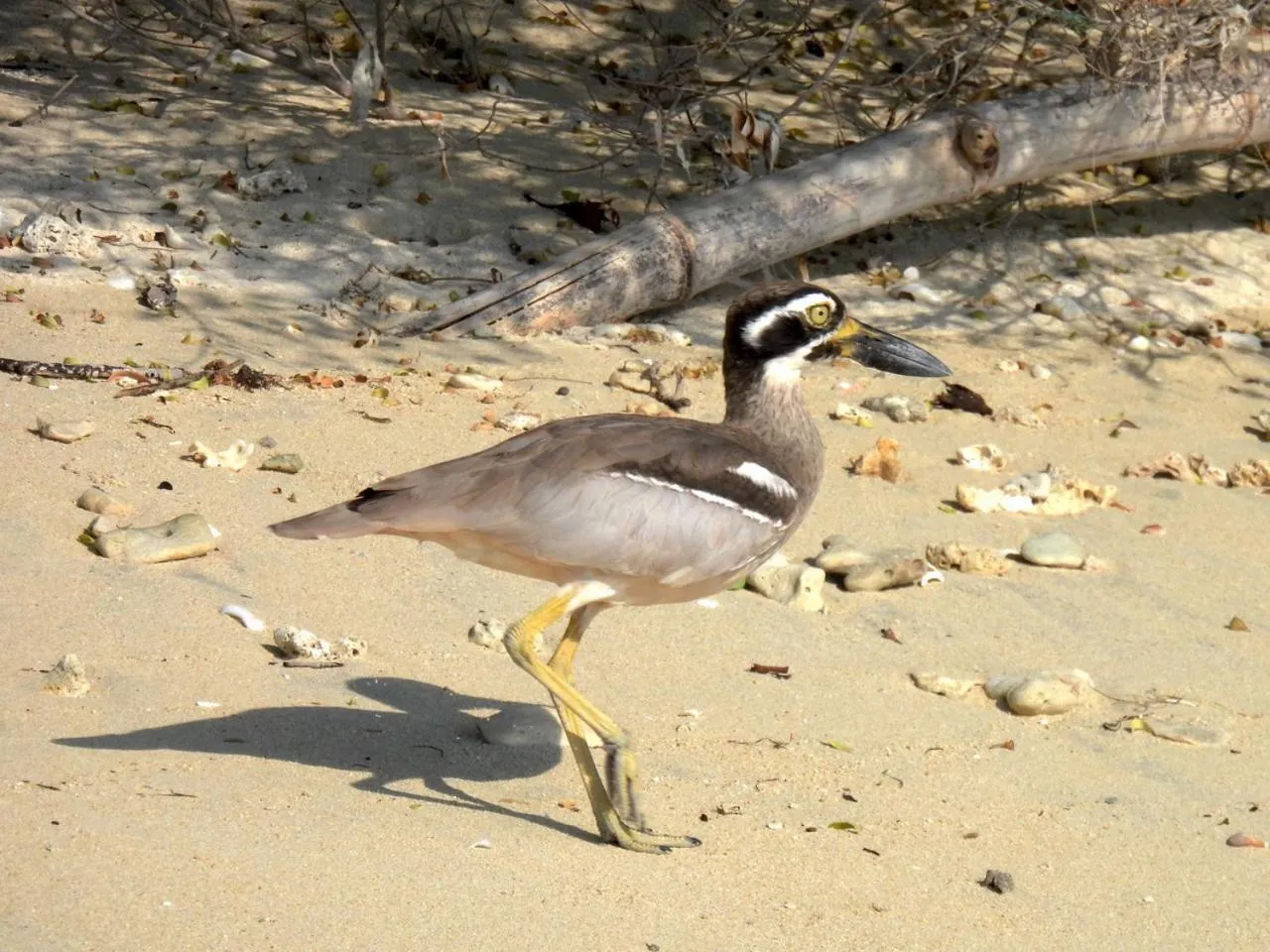 Day in NusaBay Menjangan