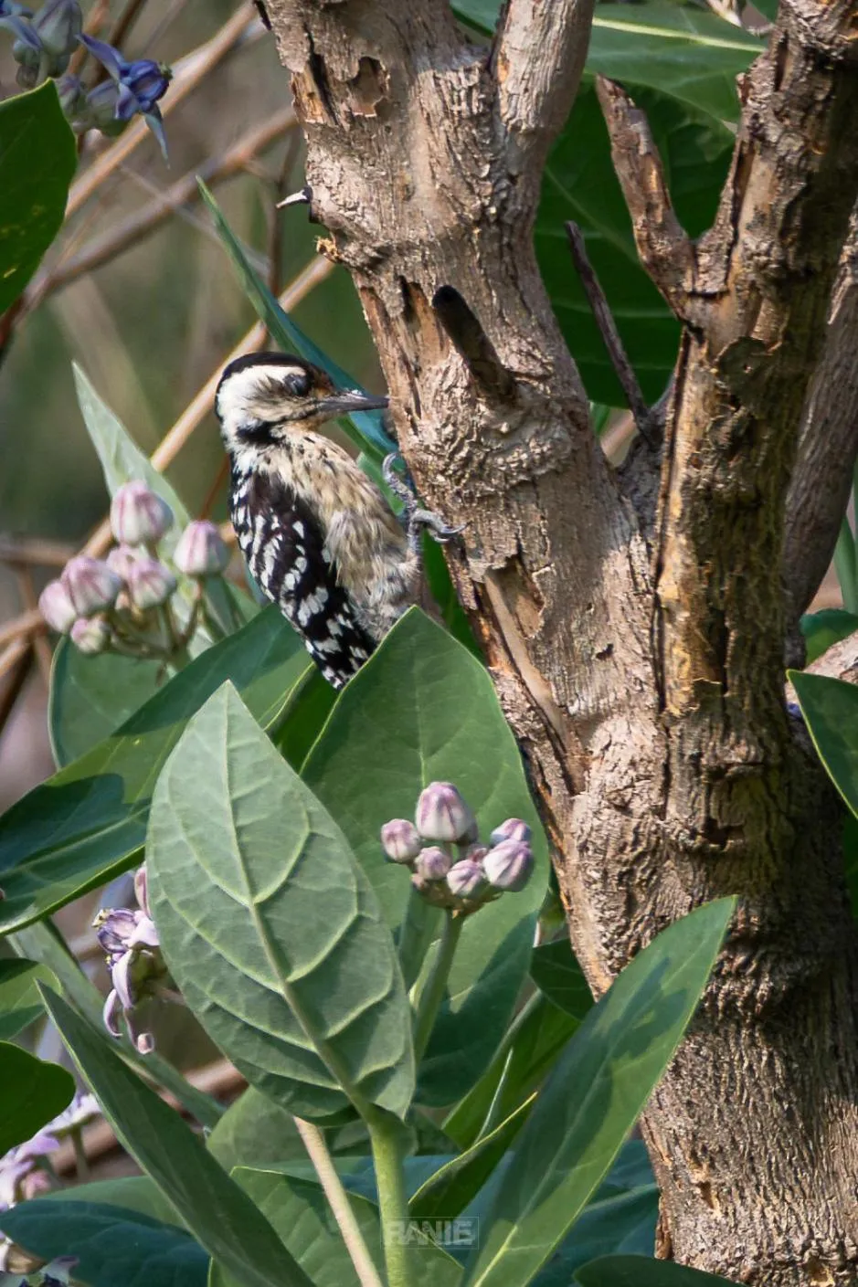 Spring in NusaBay Menjangan