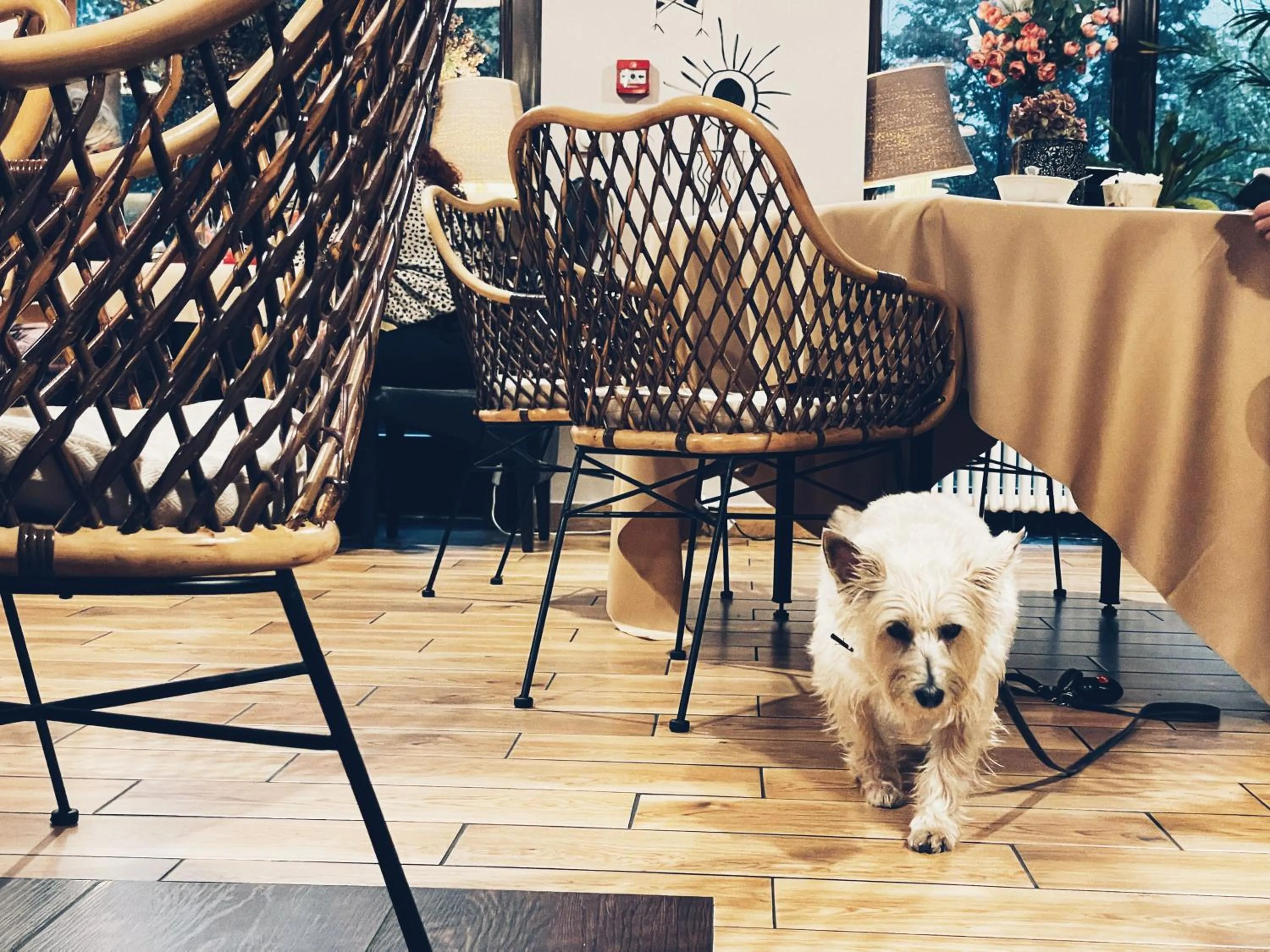 Restaurant/places to eat in Pensjonat Pod Jemiołą