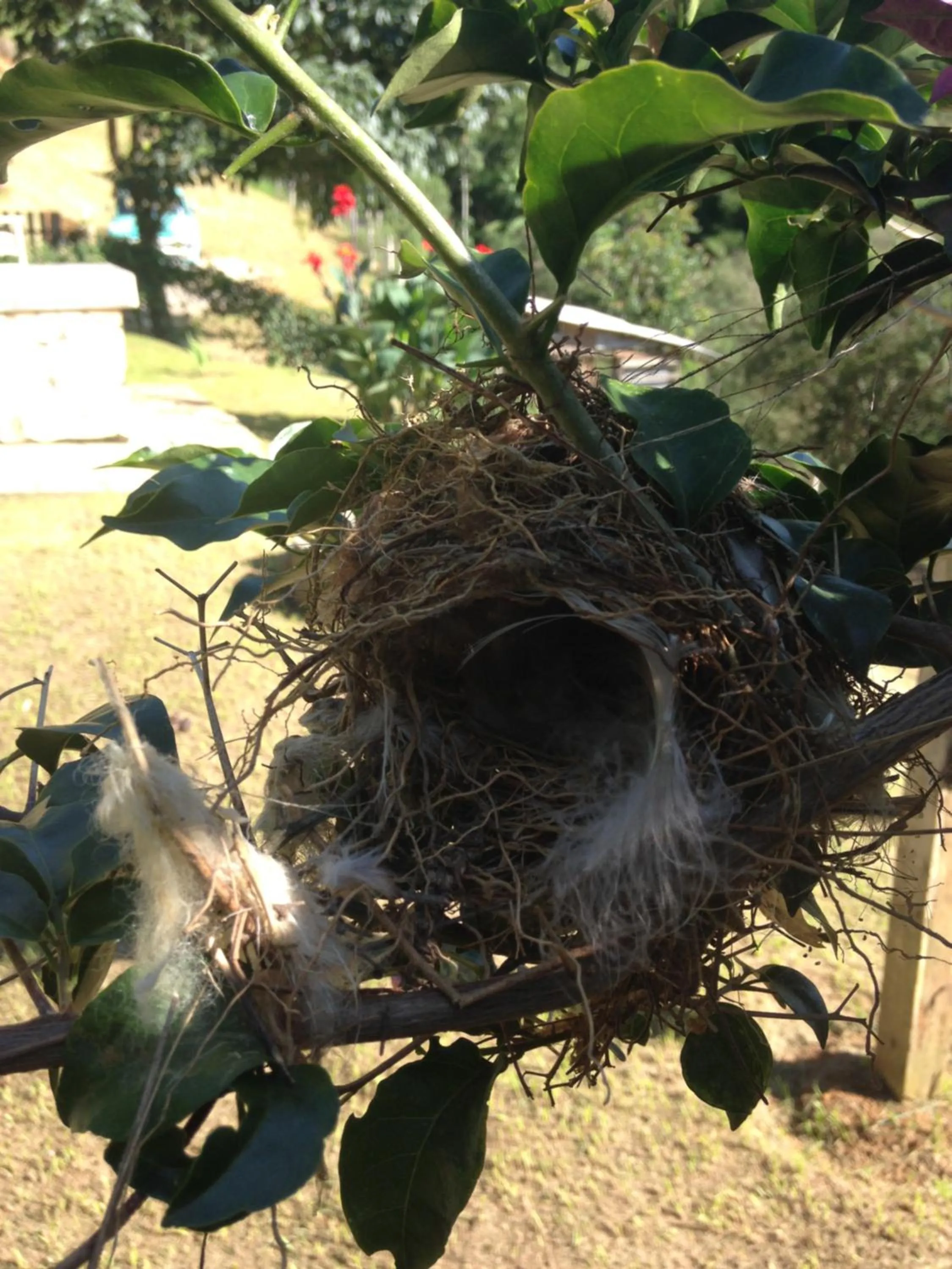 Garden view in Pousada Sitio Barreirinha
