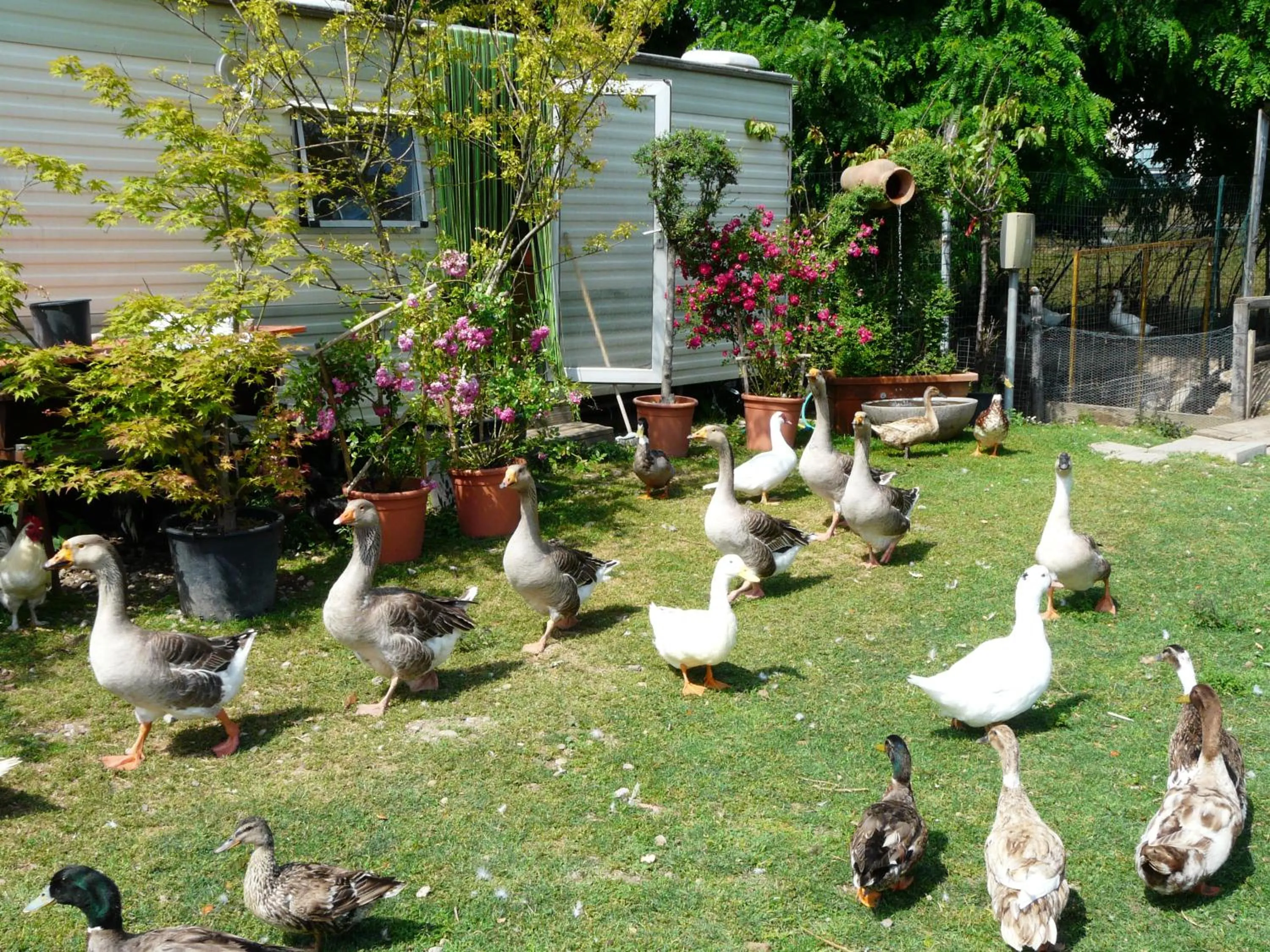 Animals in Agriturismo Dolce Luna