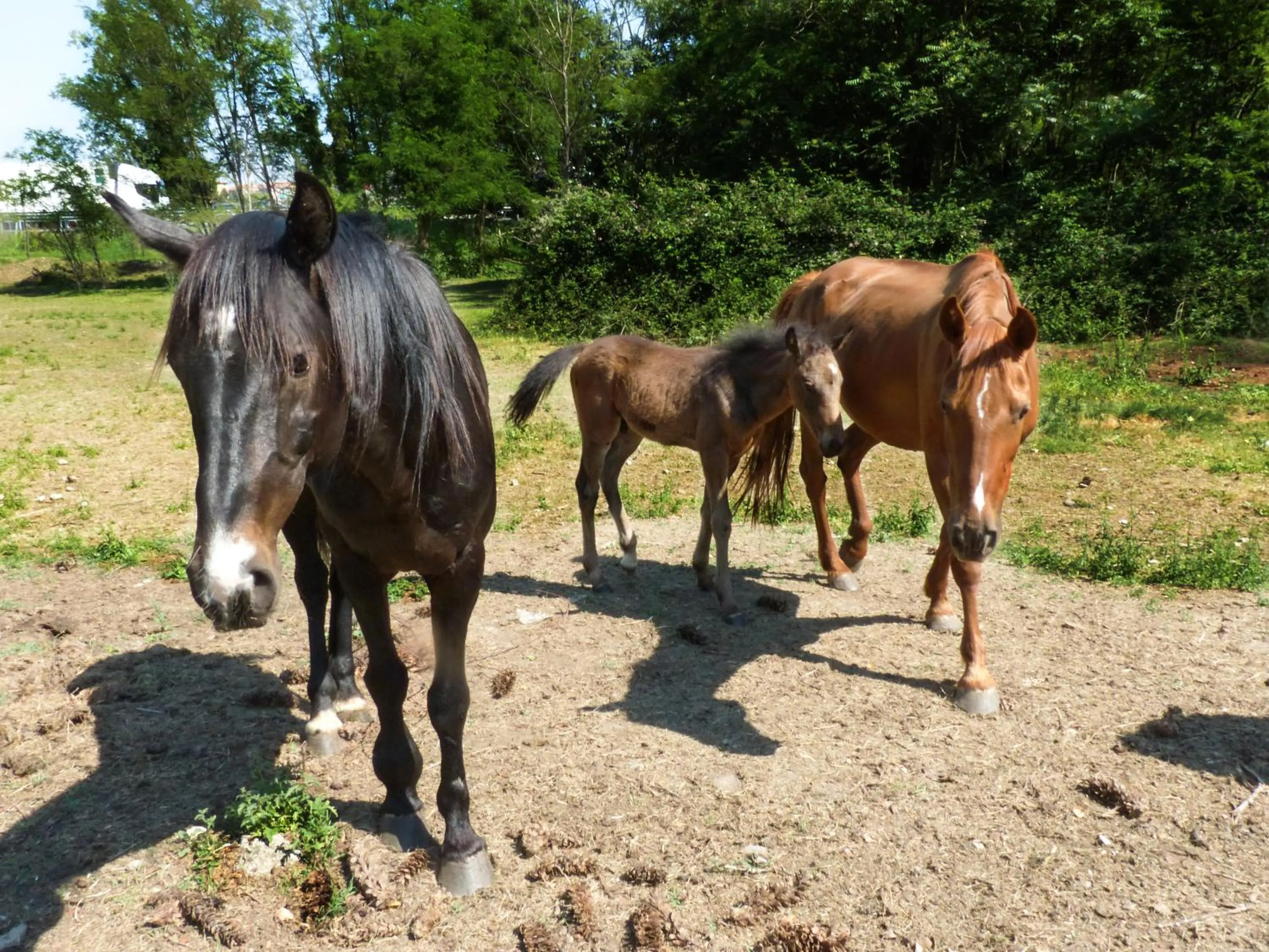 Animals in Agriturismo Dolce Luna
