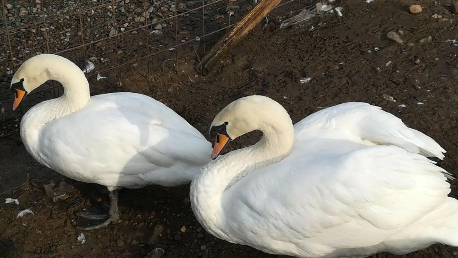 Animals in Agriturismo Dolce Luna