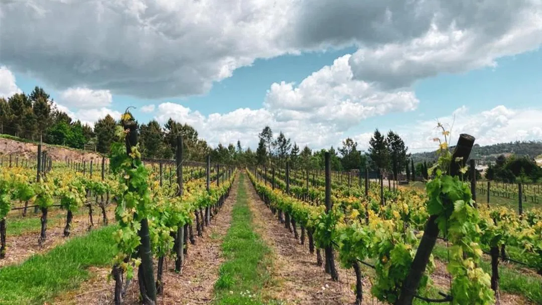 Quinta do Medronheiro Hotel Rural