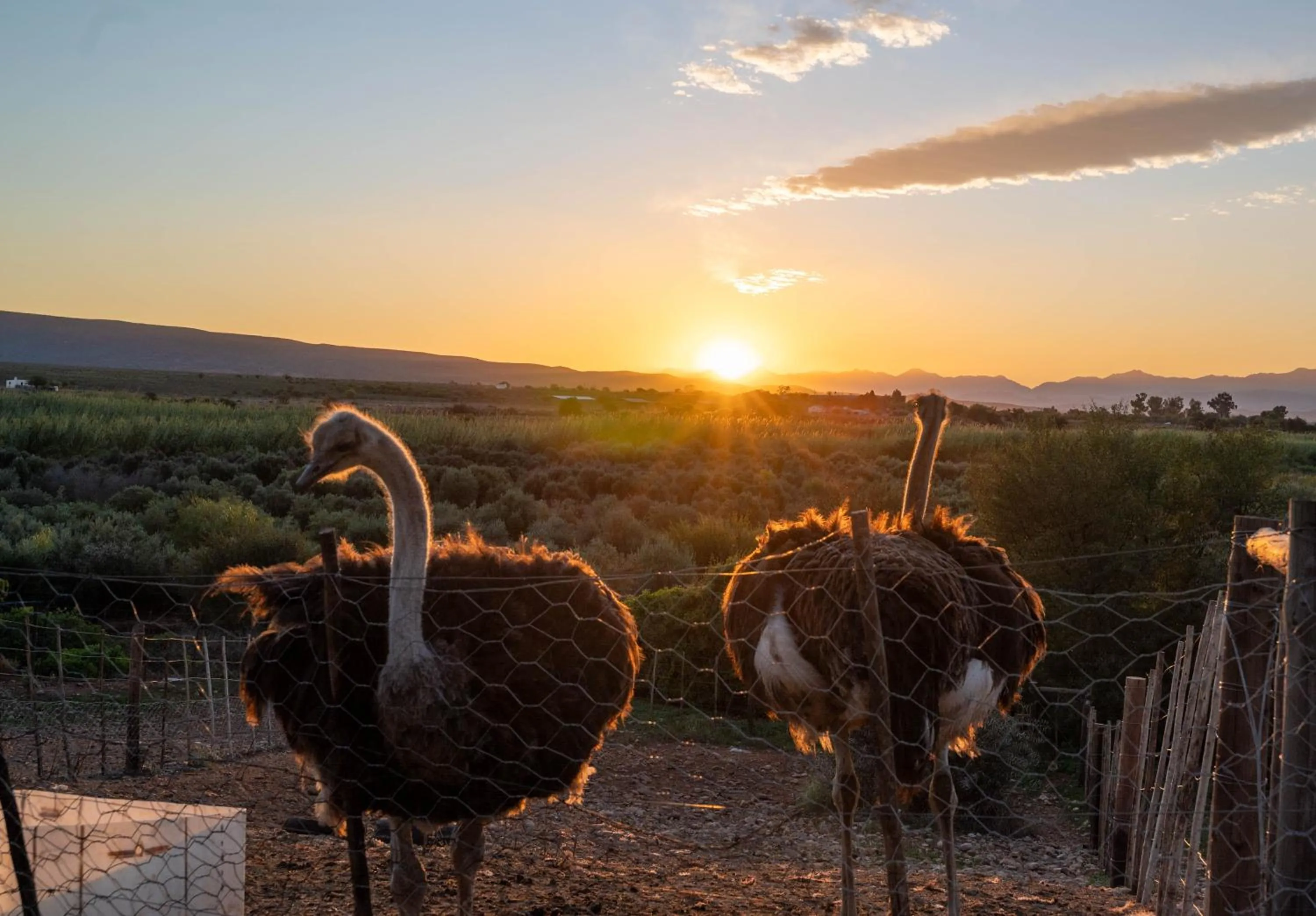 Natural landscape in De Denne Country Guest House
