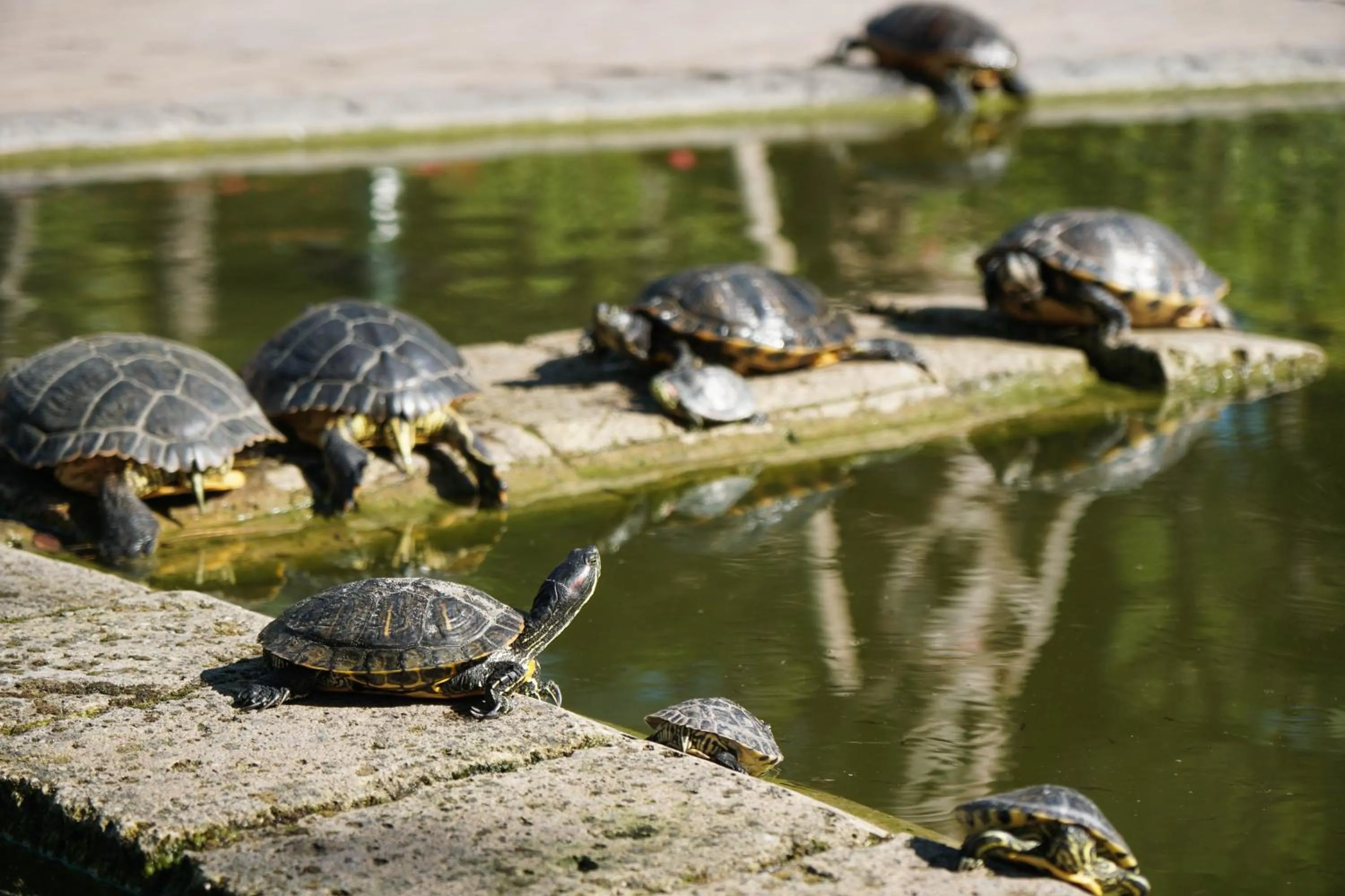 Natural landscape in Luxury Camp at Union Lido
