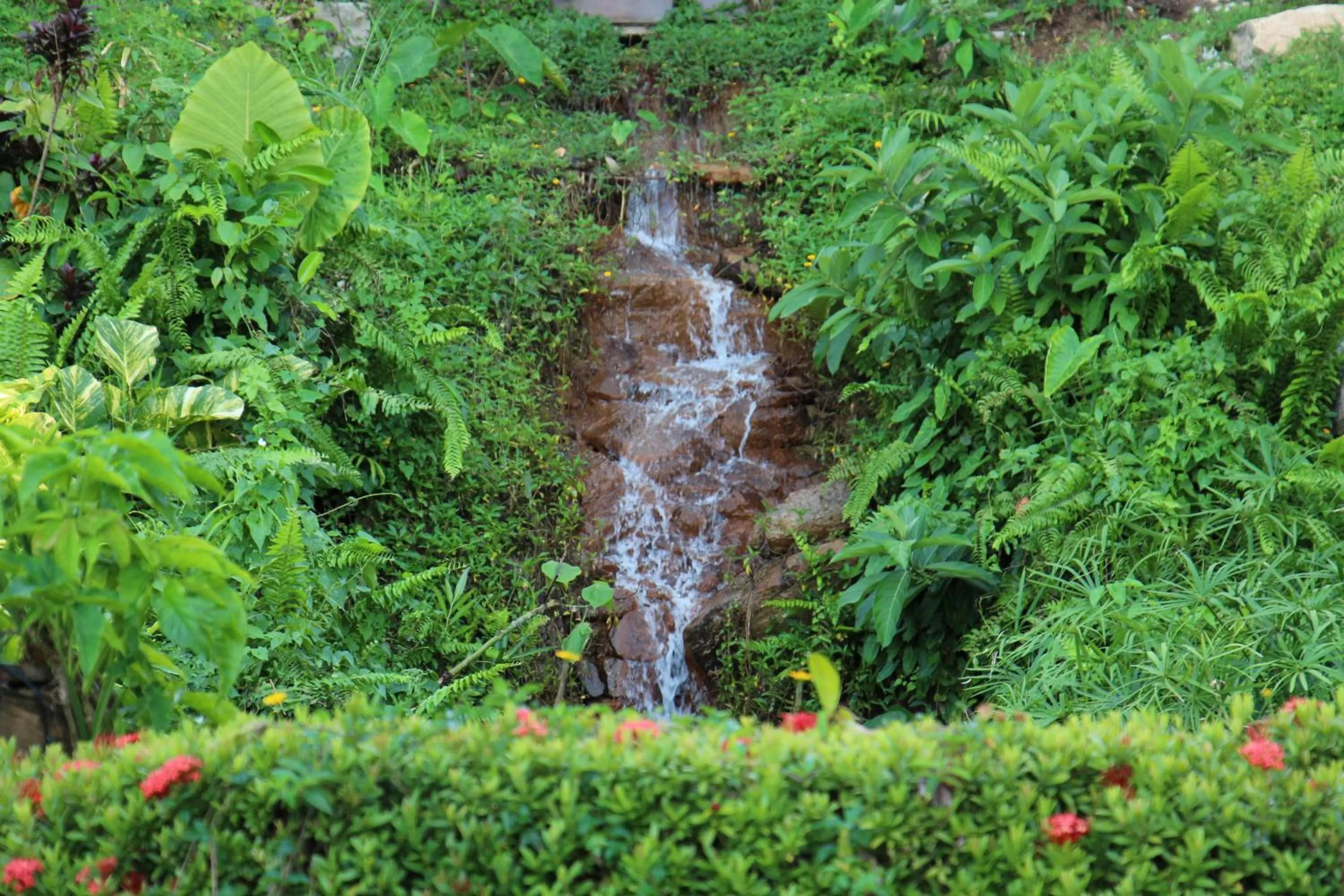 Garden in Ayara Kamala Resort & Spa - SHA Extra Plus