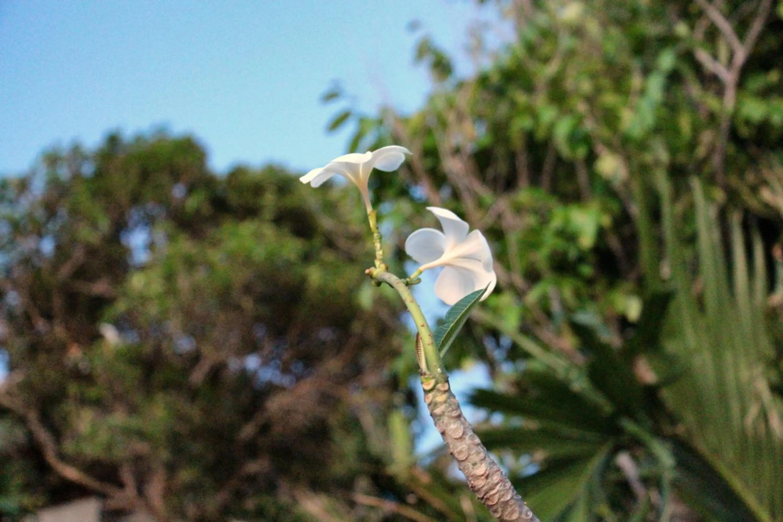 Natural landscape in Ayara Kamala Resort & Spa - SHA Extra Plus