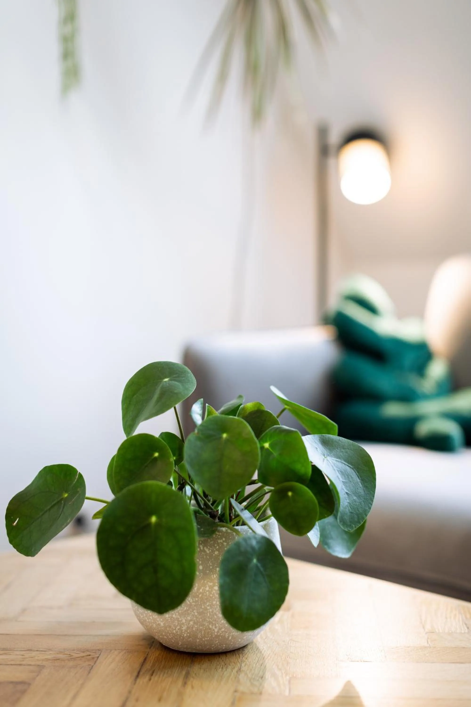 Living room, Bed in Urban Jungle Apartments