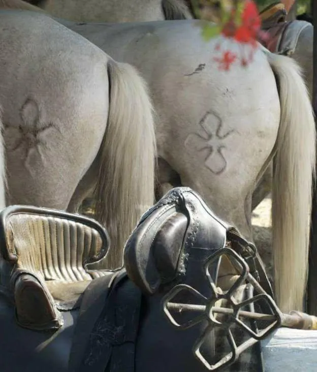 Activities in Le Mas d'Icard