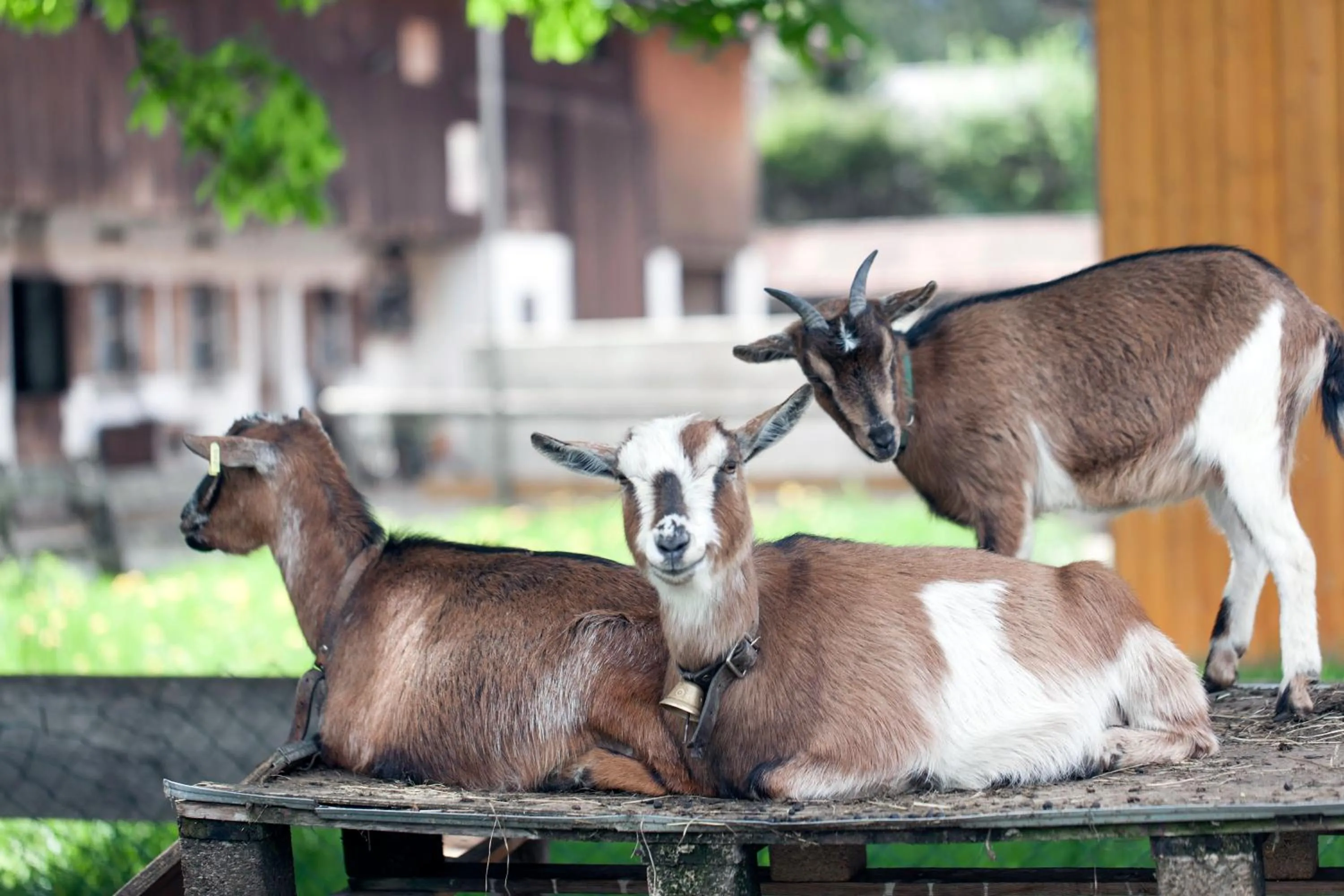 Hotel Bachmair Alpina
