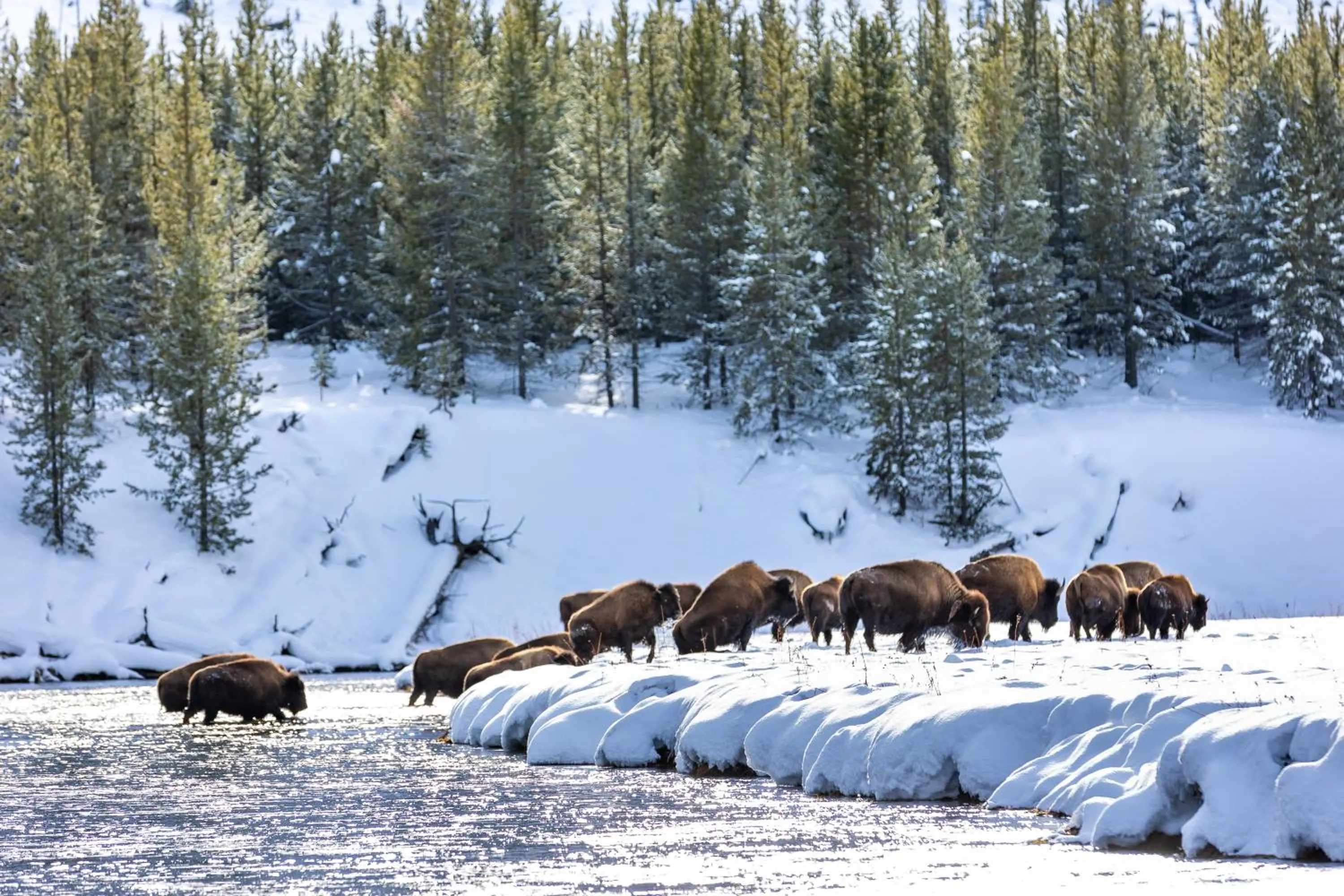 Natural landscape in Gray Wolf Inn & Suites