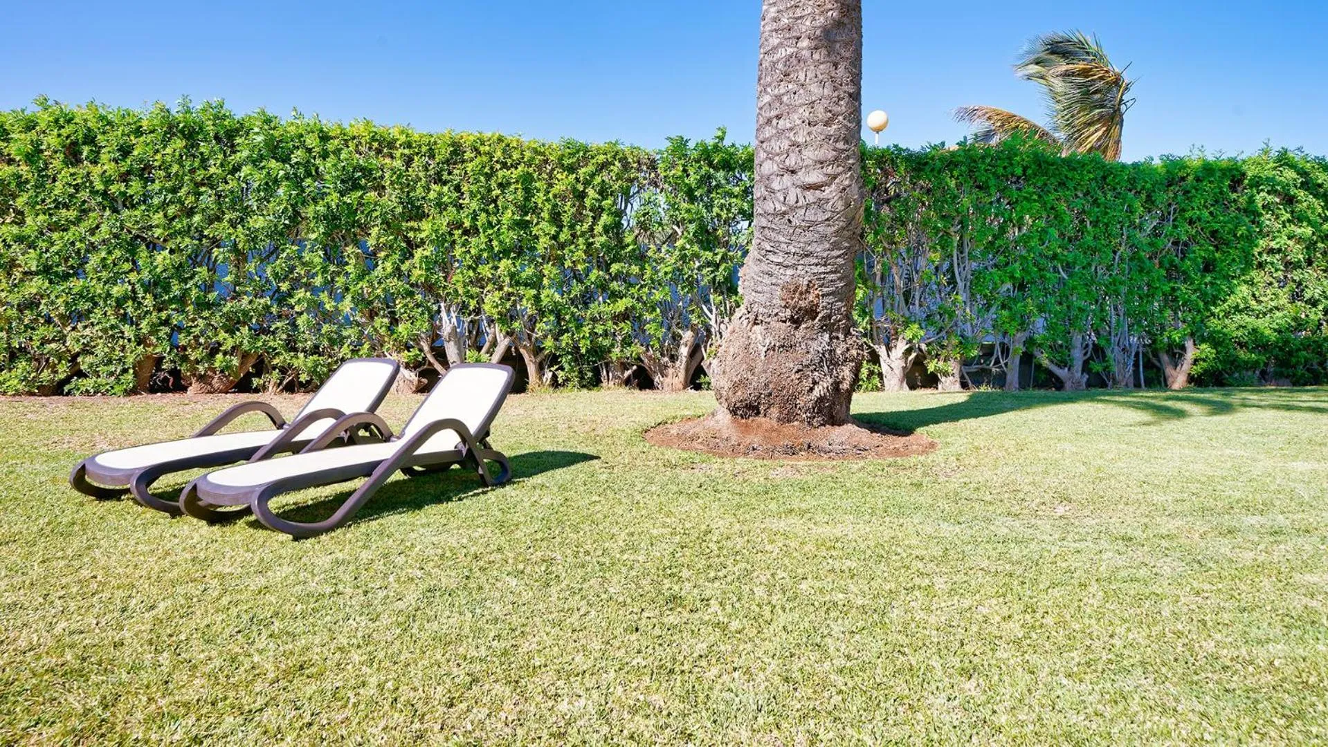 Garden in Canary Garden Club