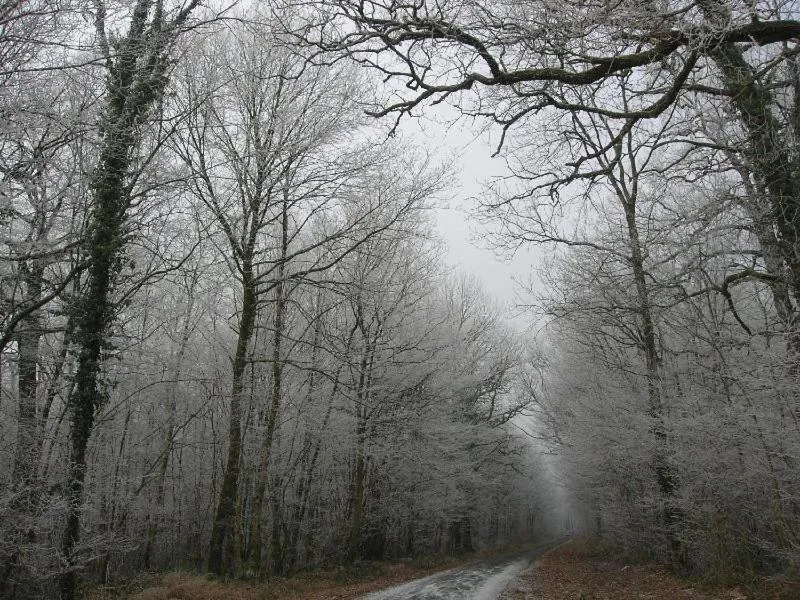 La maison du bûcheron