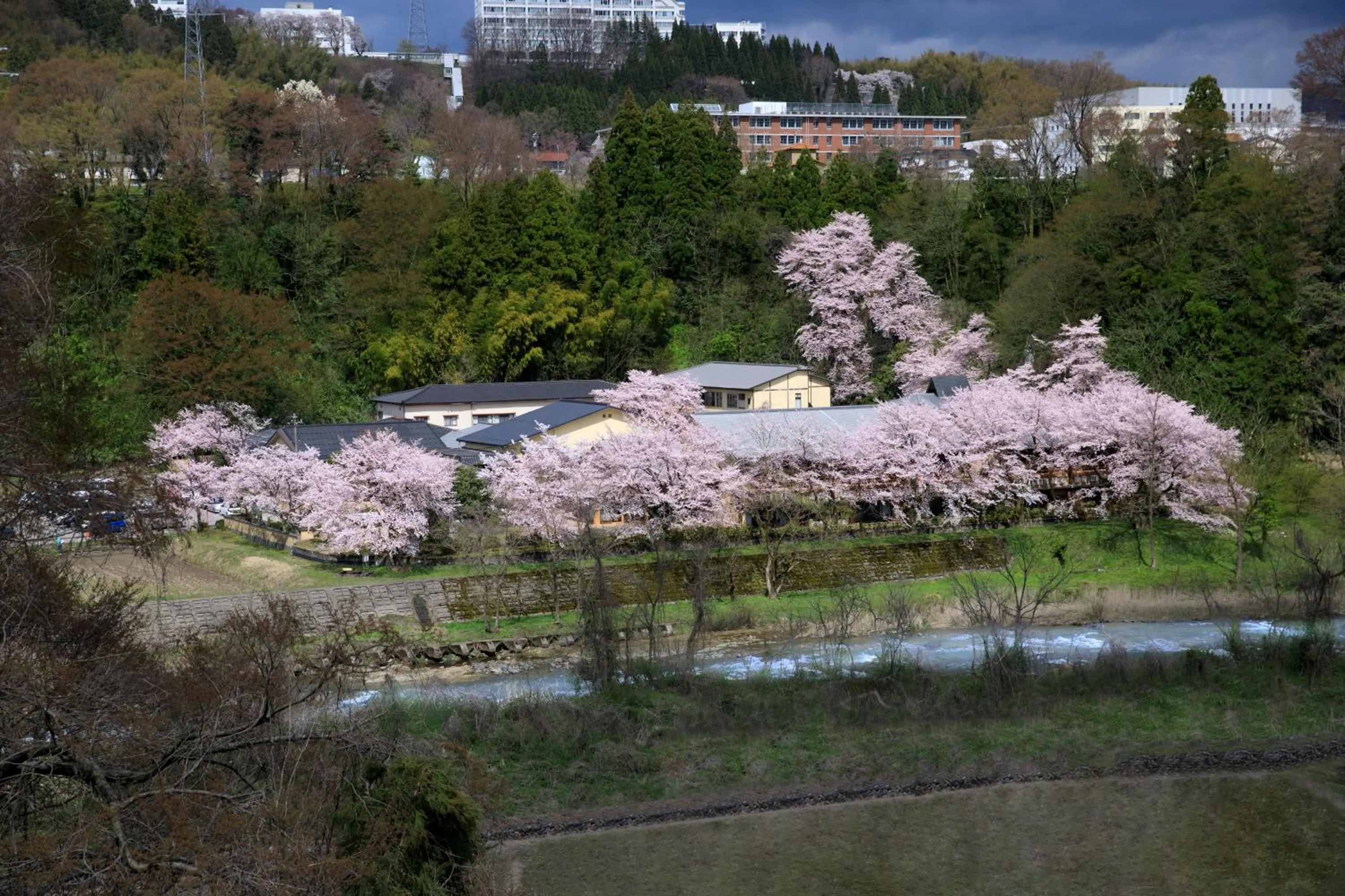 Spring in TAKITEI Riverside Onsen ーA Hidden Ryokan in Kanazawaー