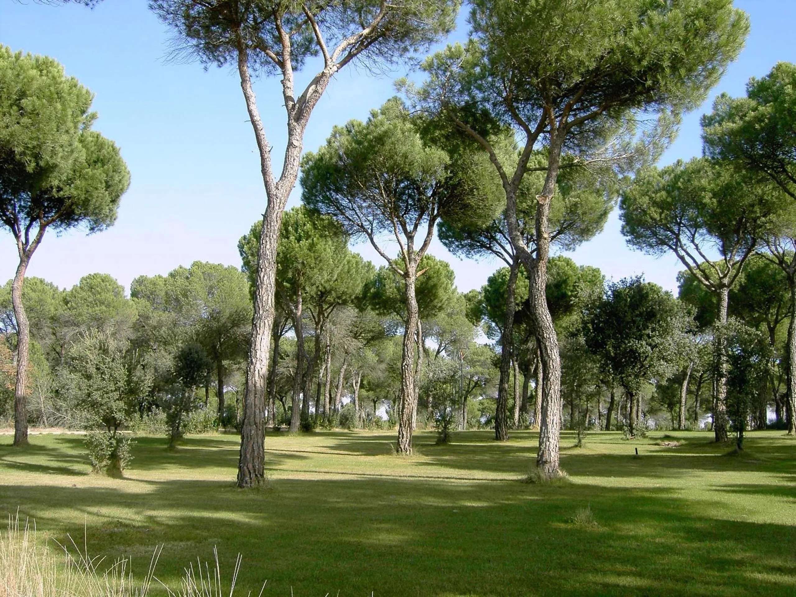 Garden in La Posada Real del Pinar