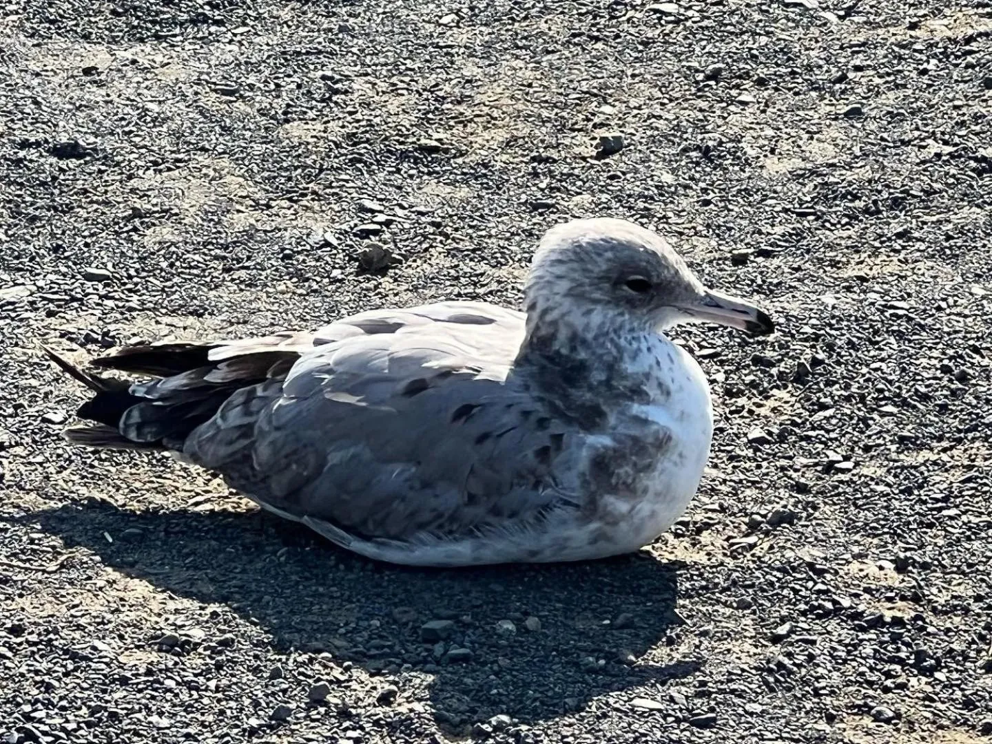 Animals in Pacific Coast Roadhouse - SureStay Collection by Best Western