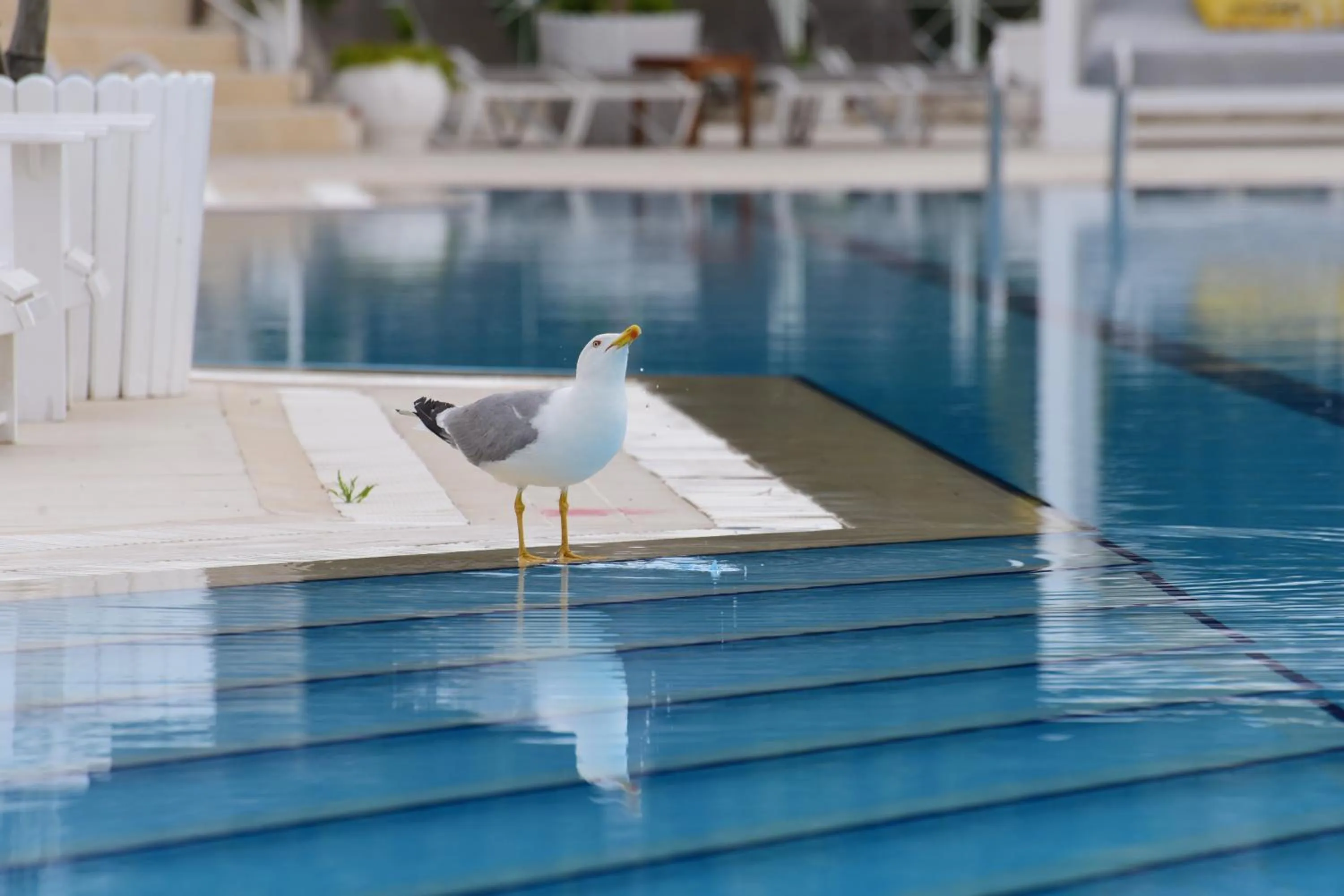 Animals in Mark Warner Phokaia Beach Resort