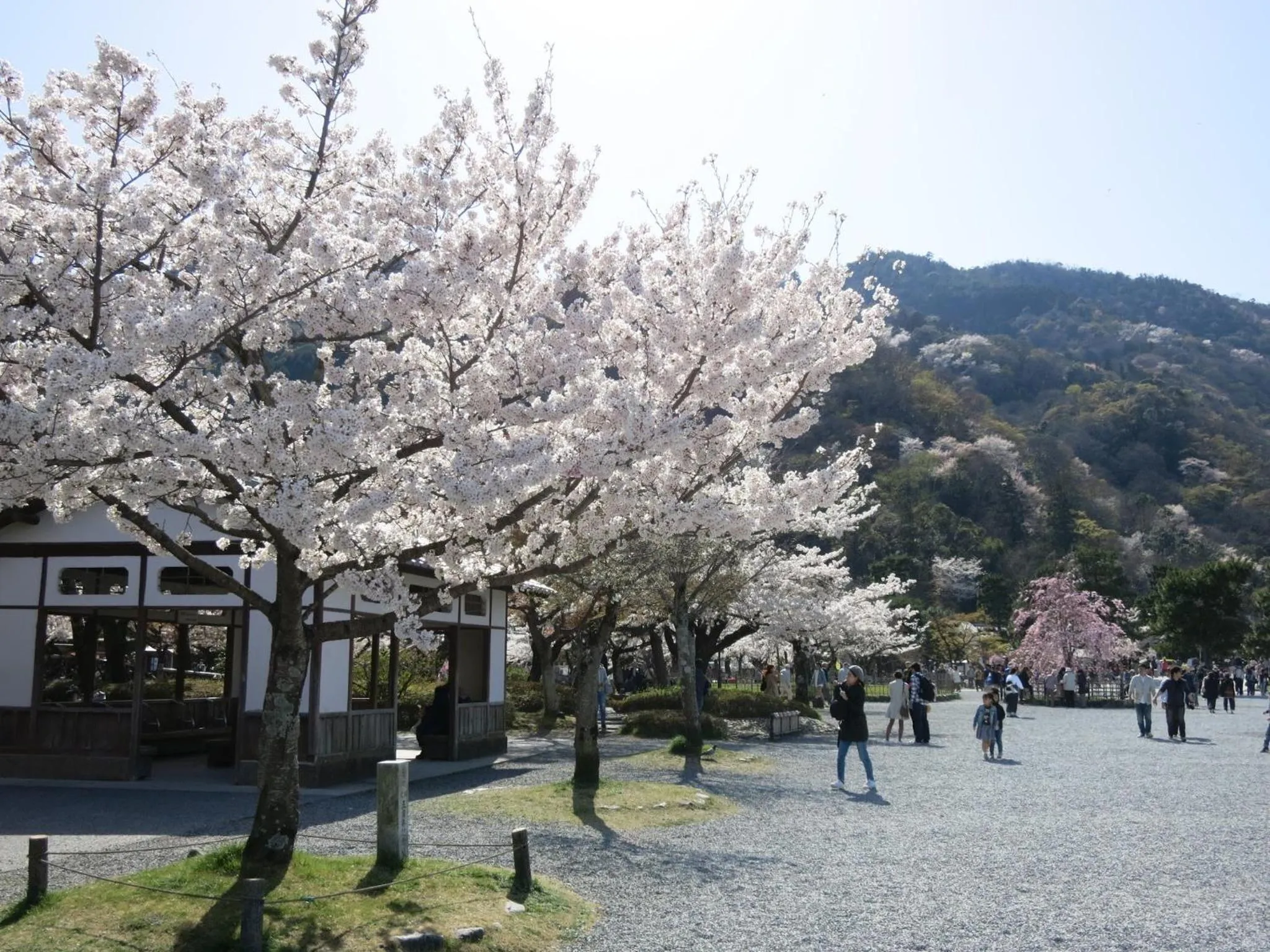 Spring in The GrandWest Arashiyama