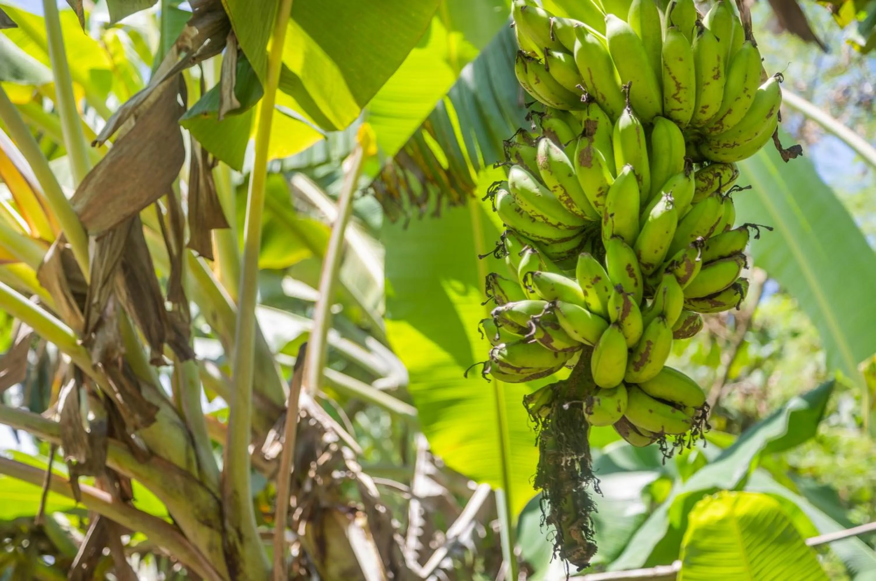 Other in Iririki Island Resort & Spa