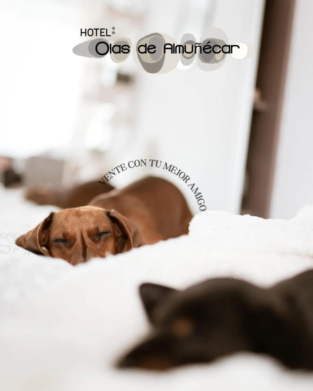 Pets, Bed in Hotel Olas de Almuñécar