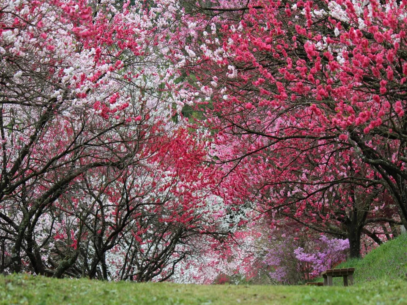 Spring in Yura No Yado Seifuen