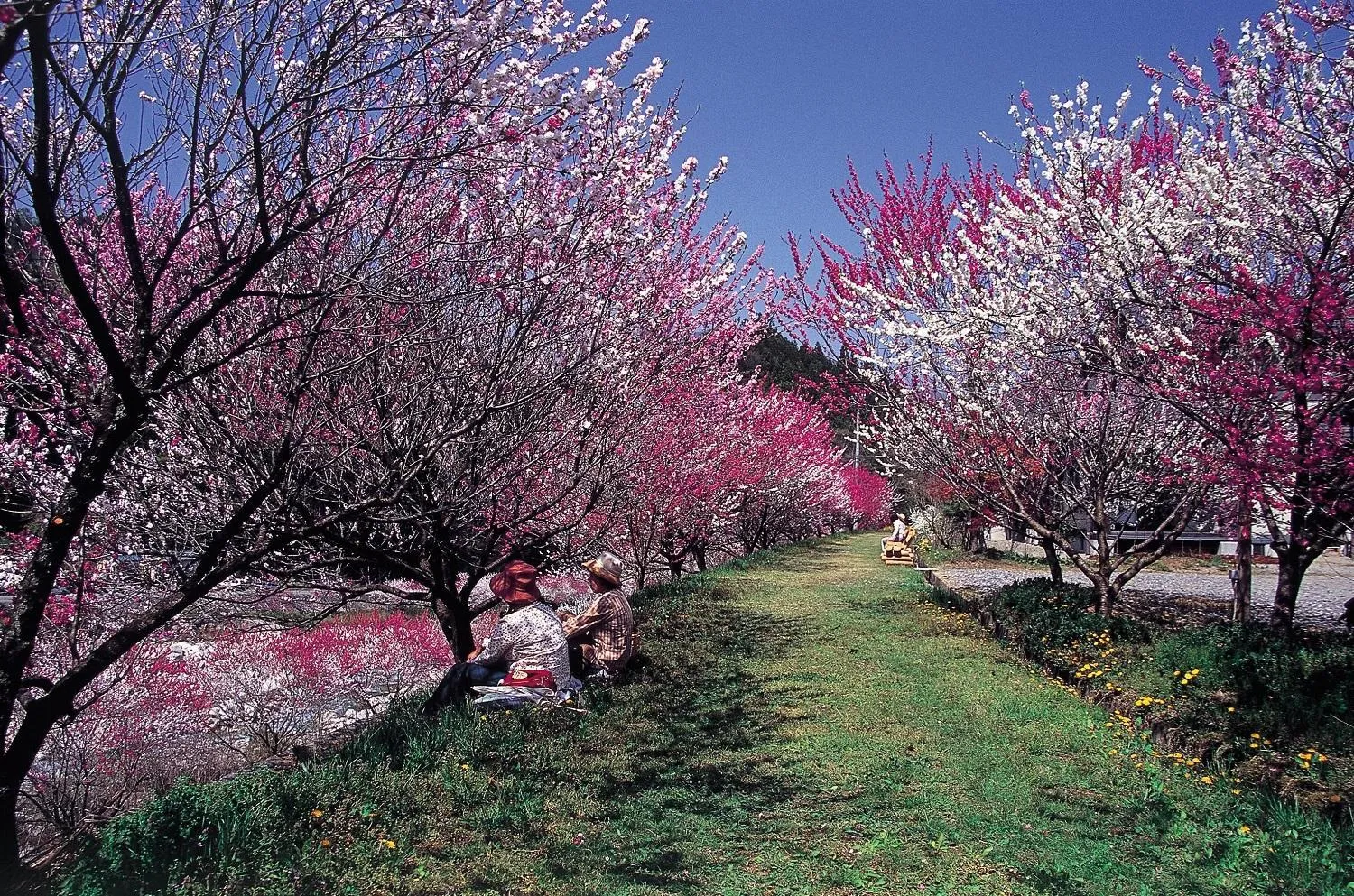 Spring in Yura No Yado Seifuen