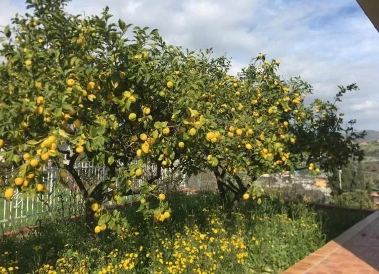 Garden in Residence Hotel Edy