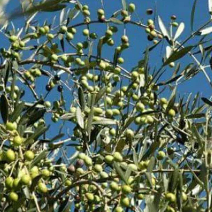 Natural landscape in Residence Hotel Edy