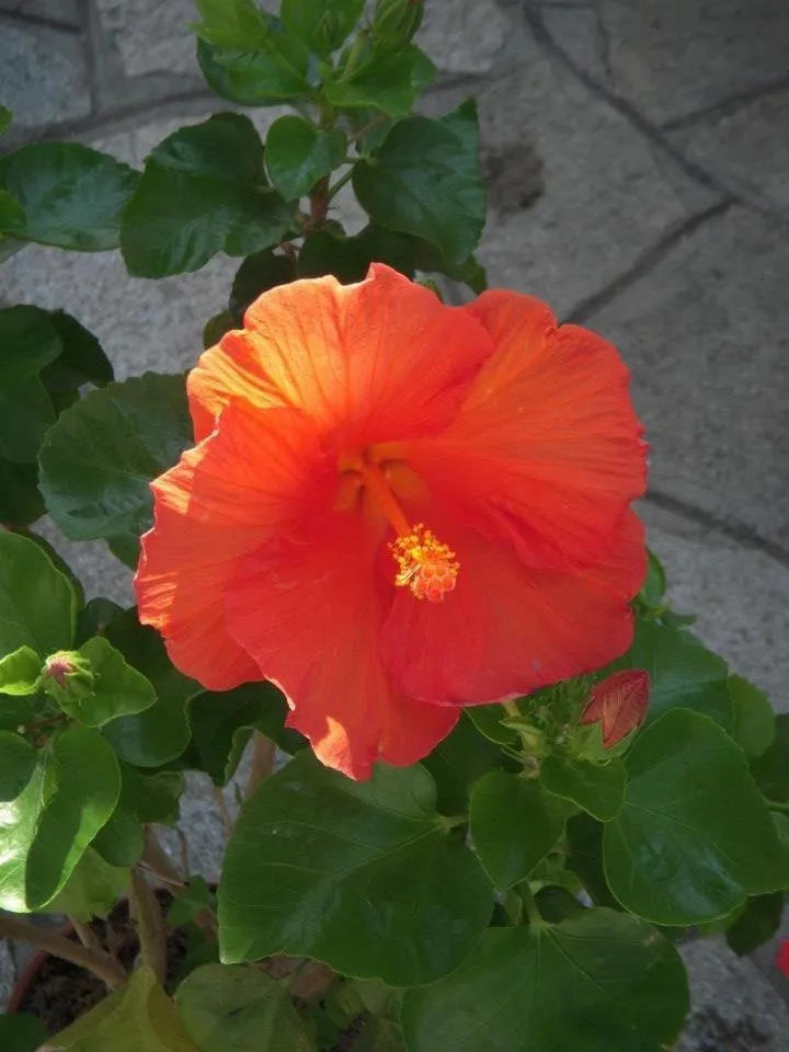 Garden in Residence Hotel Edy