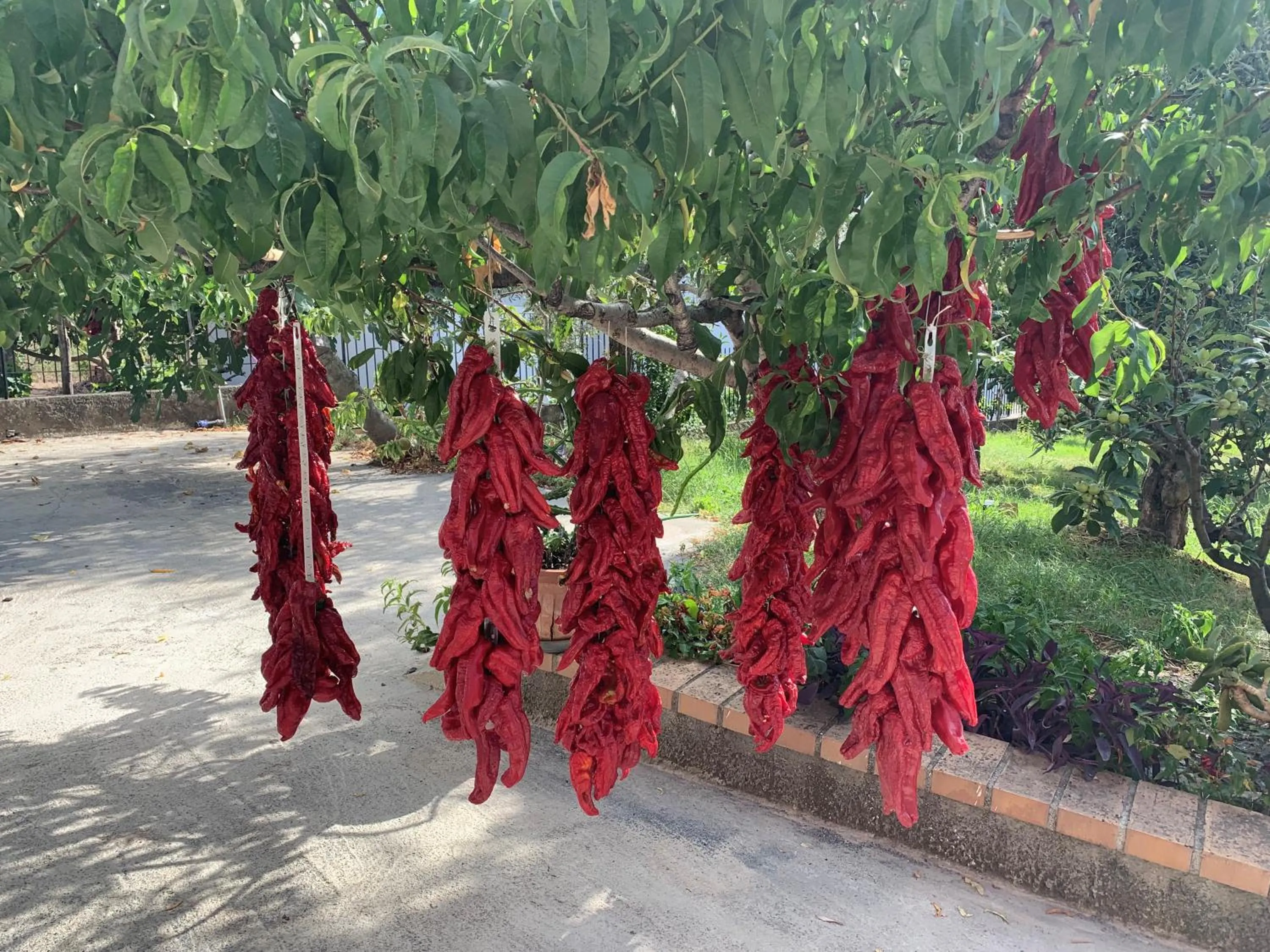 B&B Caput Mundi-Calabria