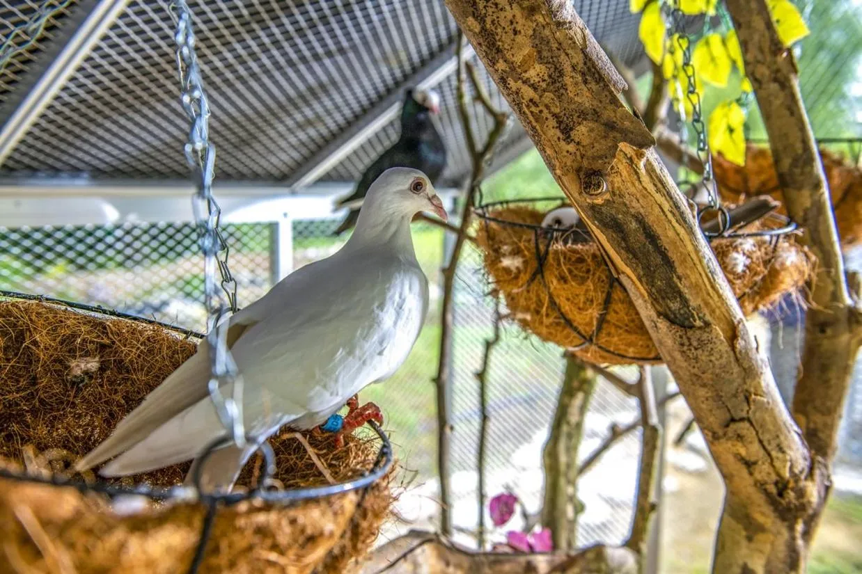 Animals in Dráva Hotel Thermal Resort