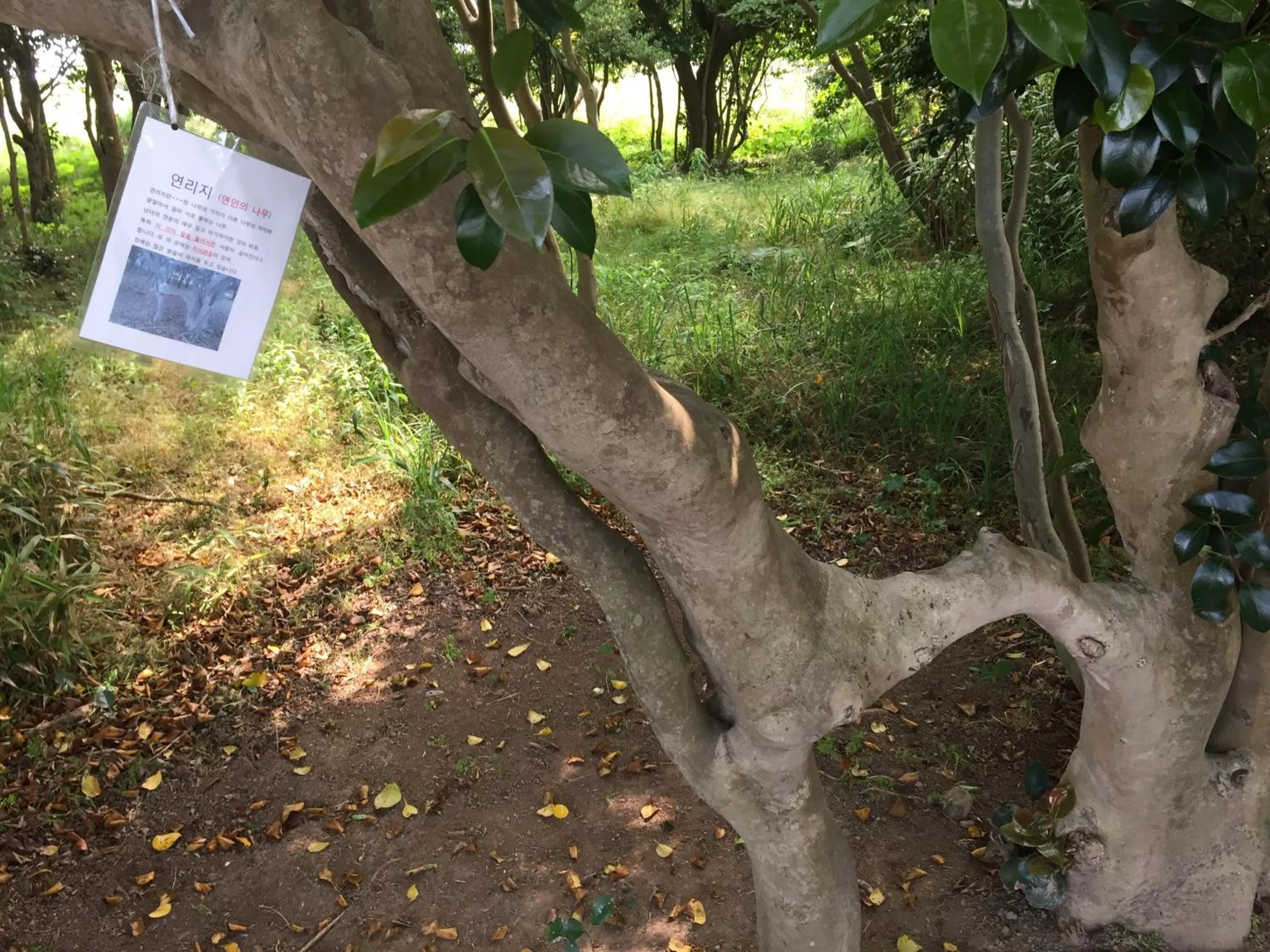 Hiking in Tonosaki Bungalow & BBQ