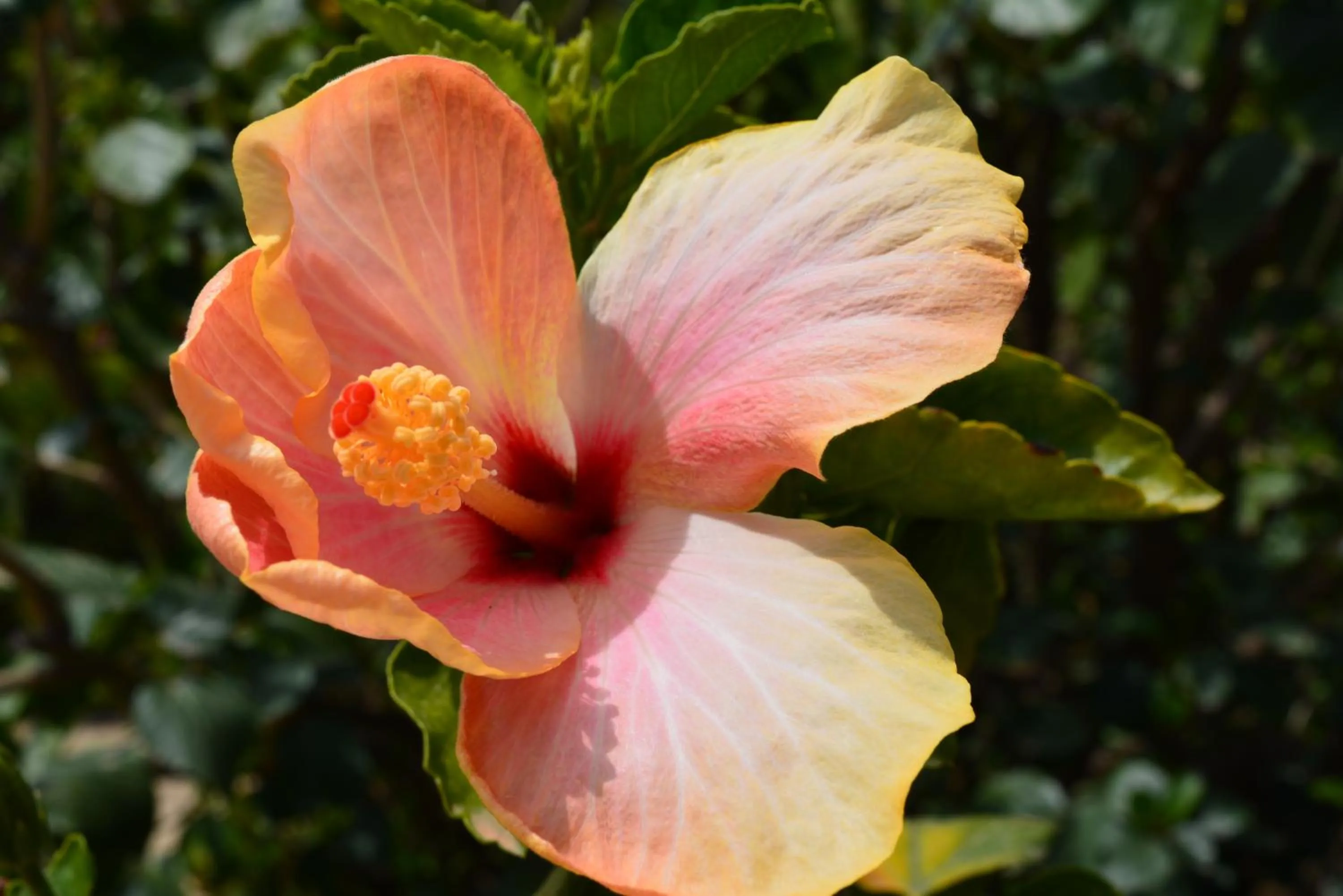 Spring in Lantana Resort Hotel&Apartments